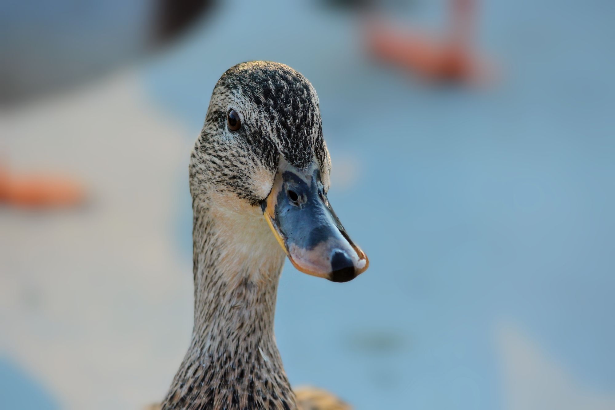 Single duck from head up, blue background