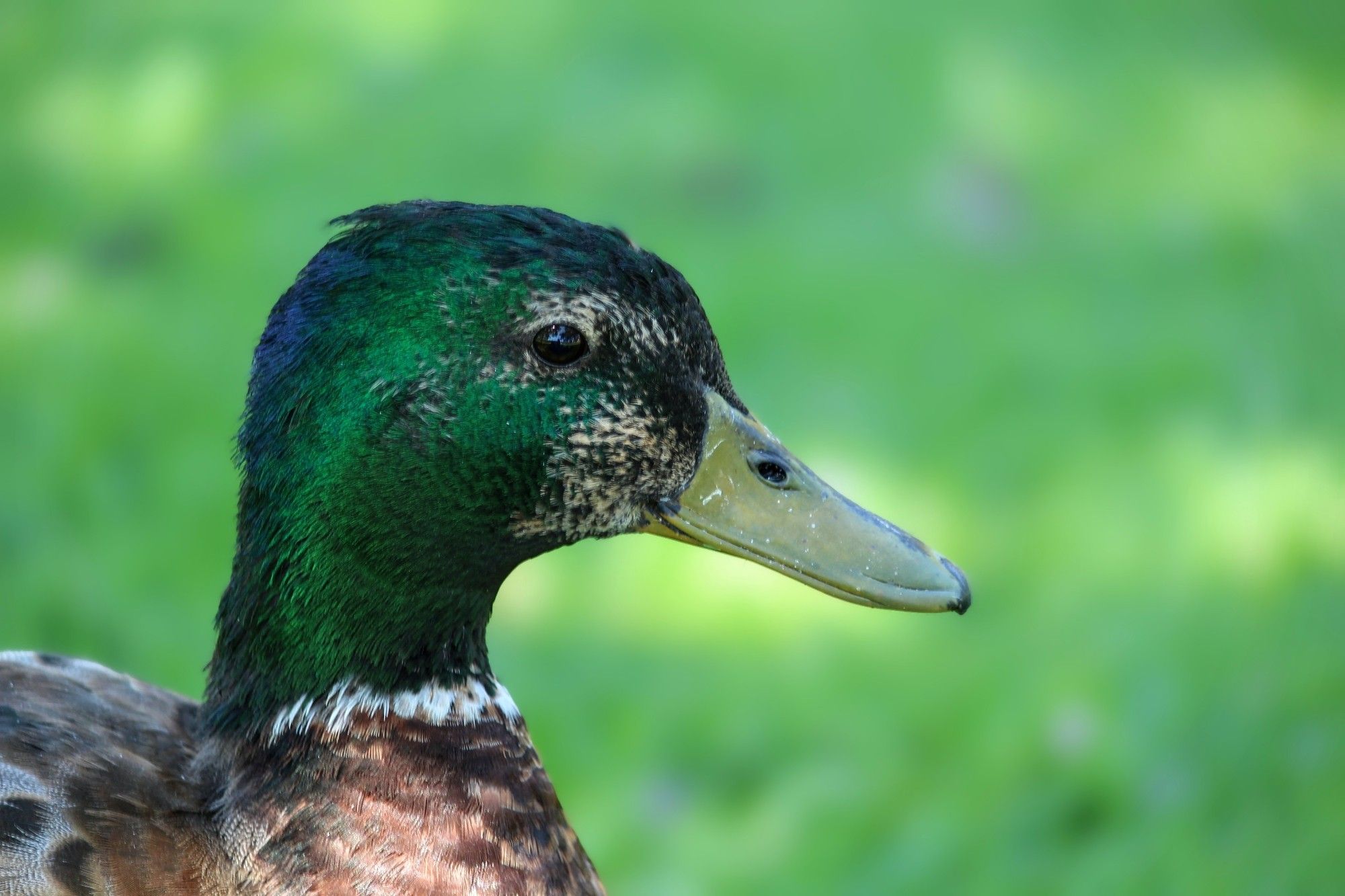 Older Mallard duck headshot