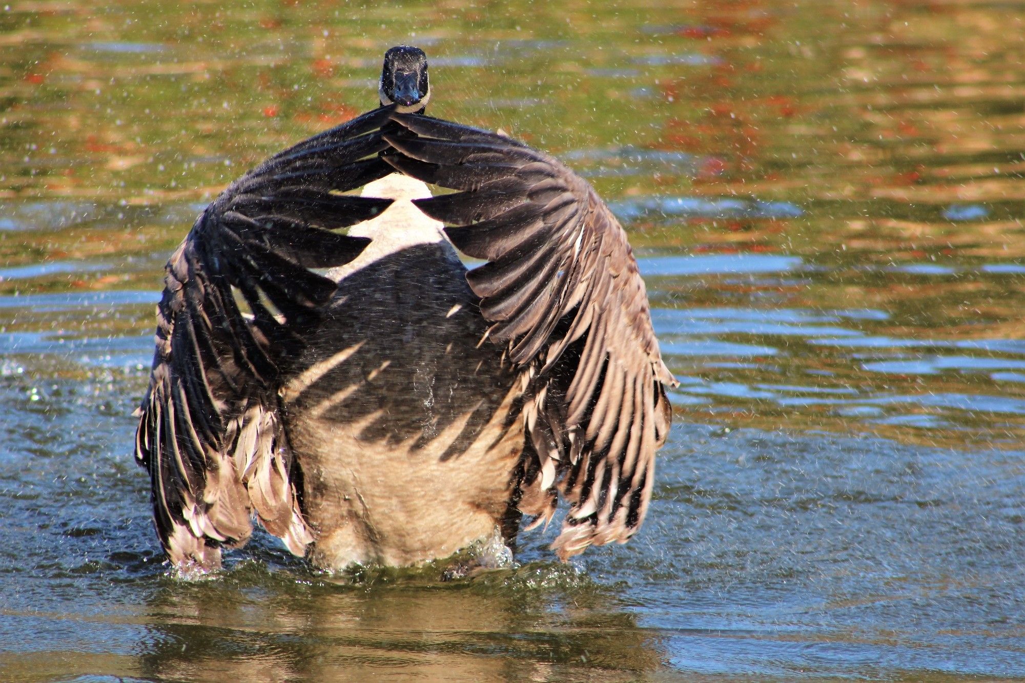 Canadian Goose standing wings wrapped in front like an evil genius