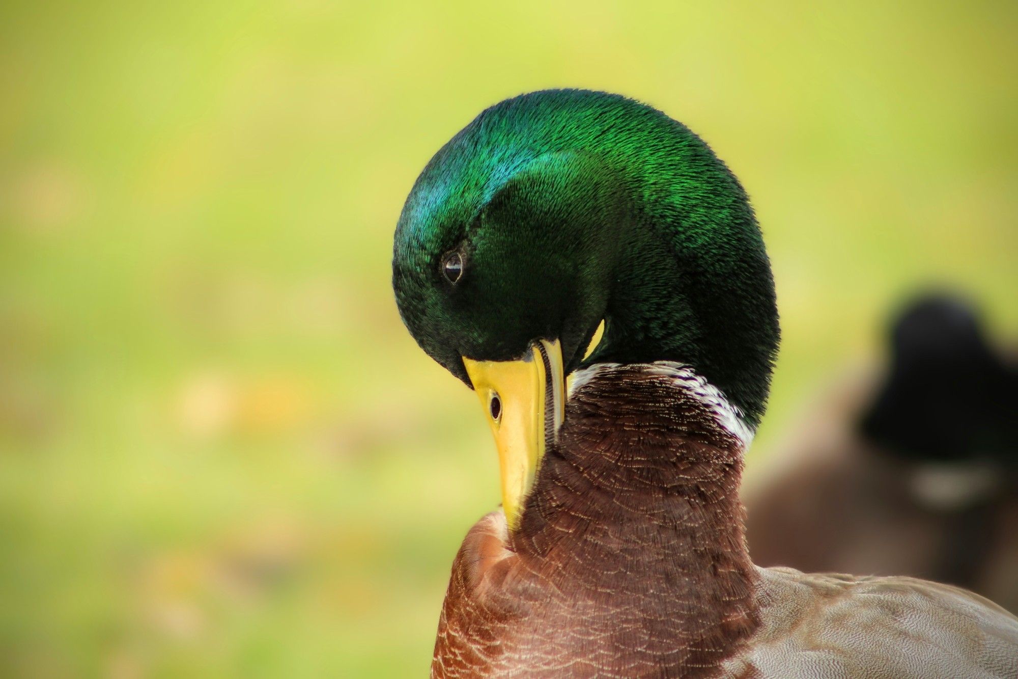 Mallard duck cleaning chest with beak