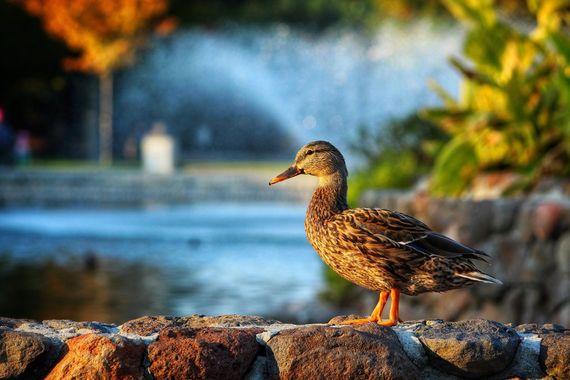 Duck on tick ledge, fountain in background