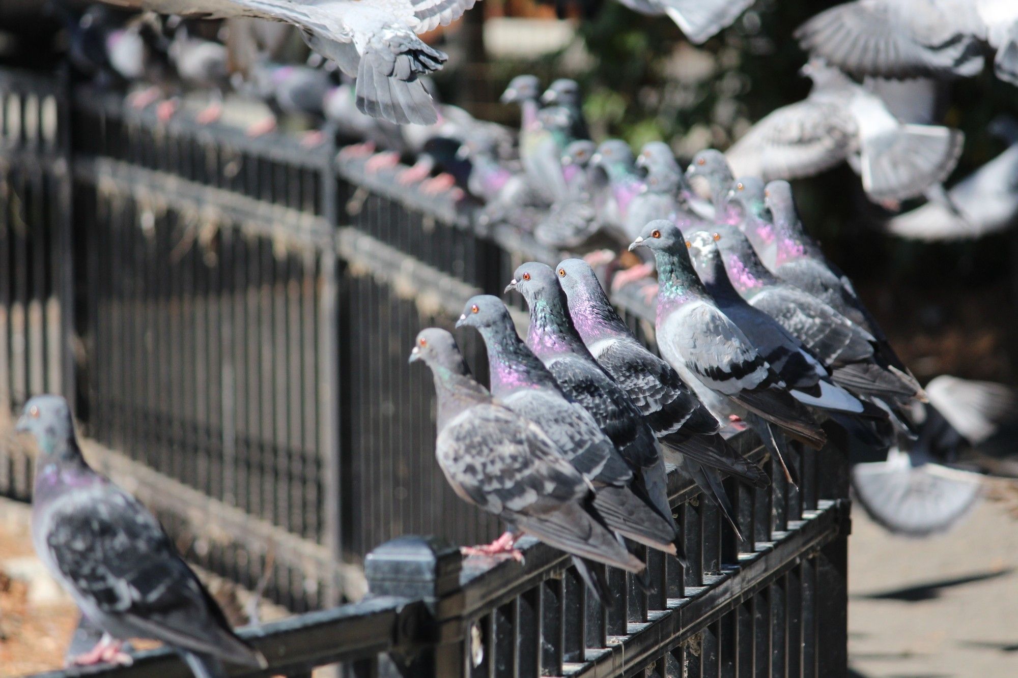 A flock of pigeons in a black rail fence