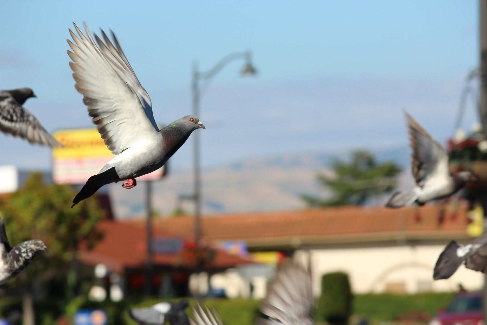 Pigeons flying