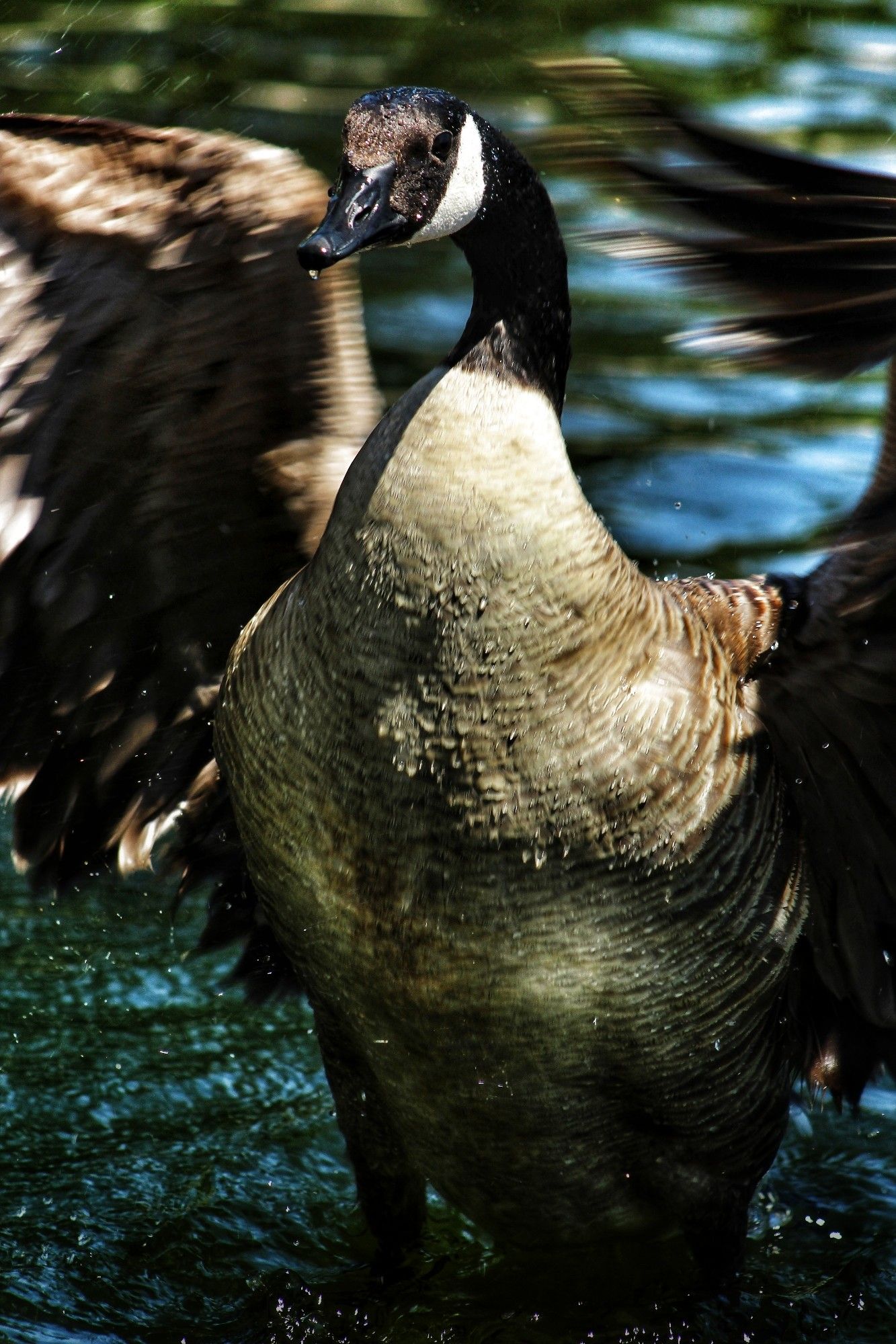 Goose landing in water