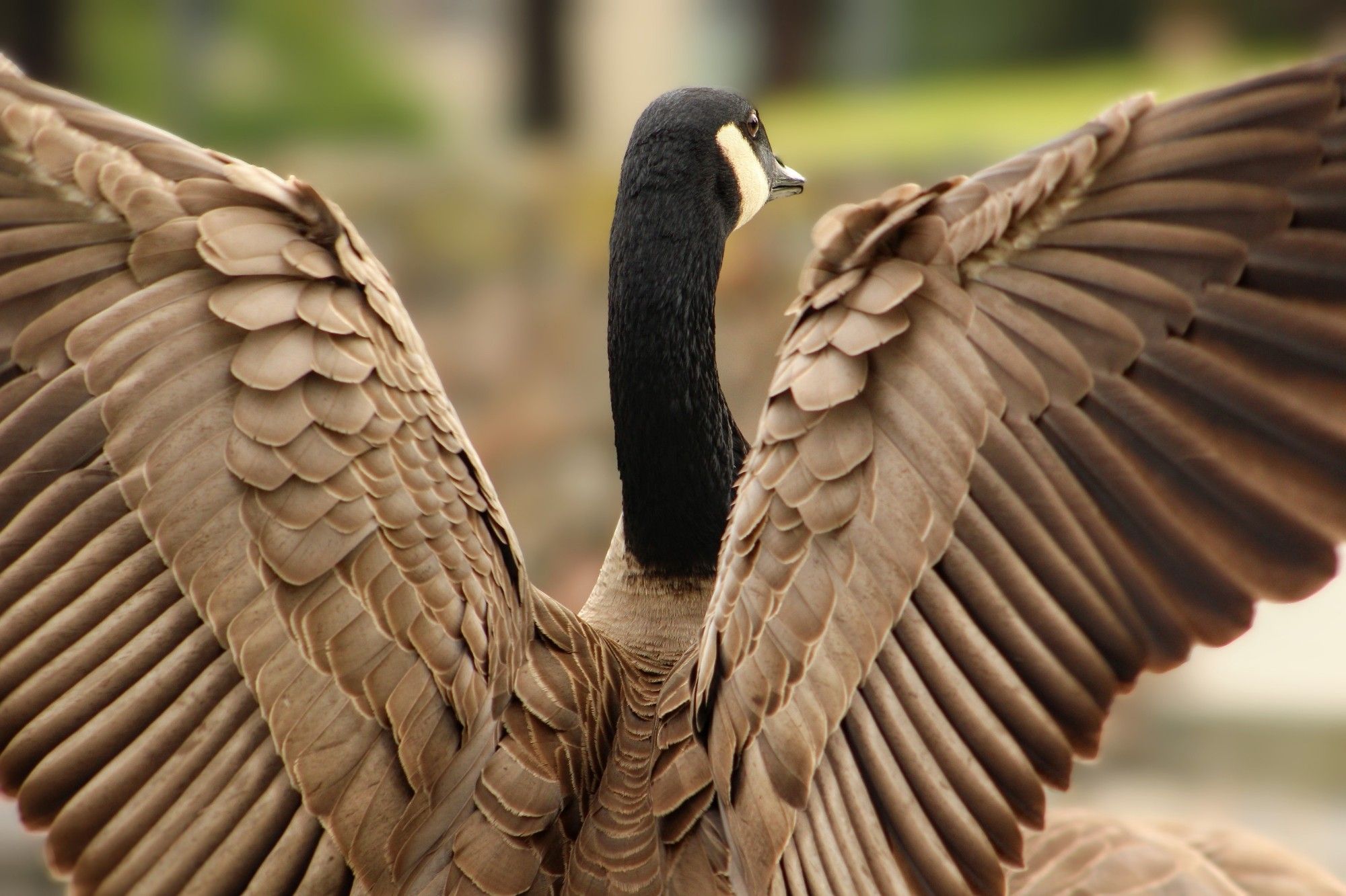 Goose with wings spread