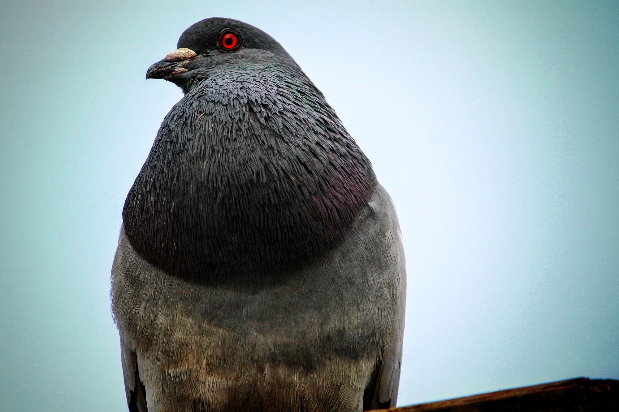 A pigeon from below