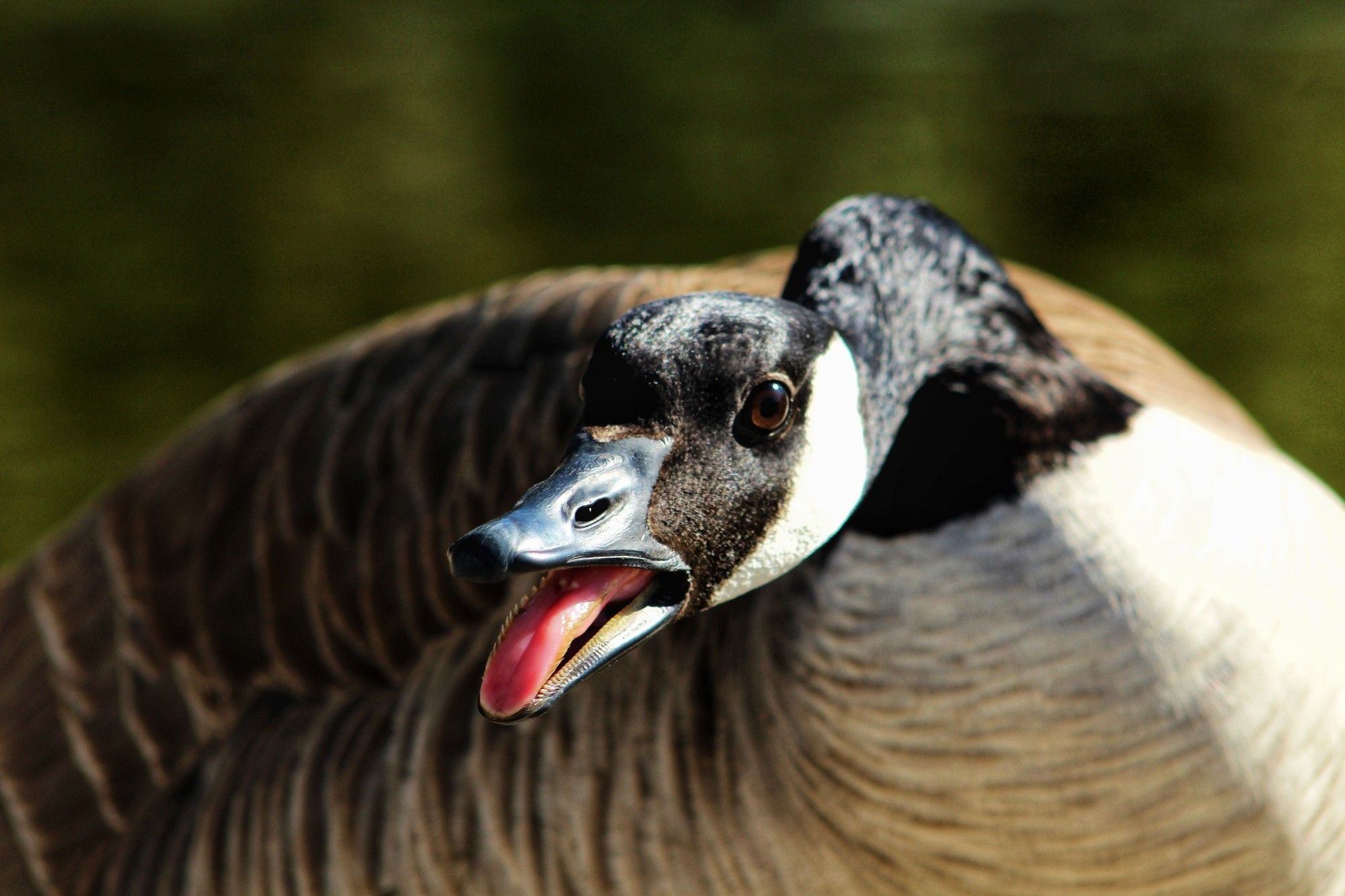 Good with tongue out