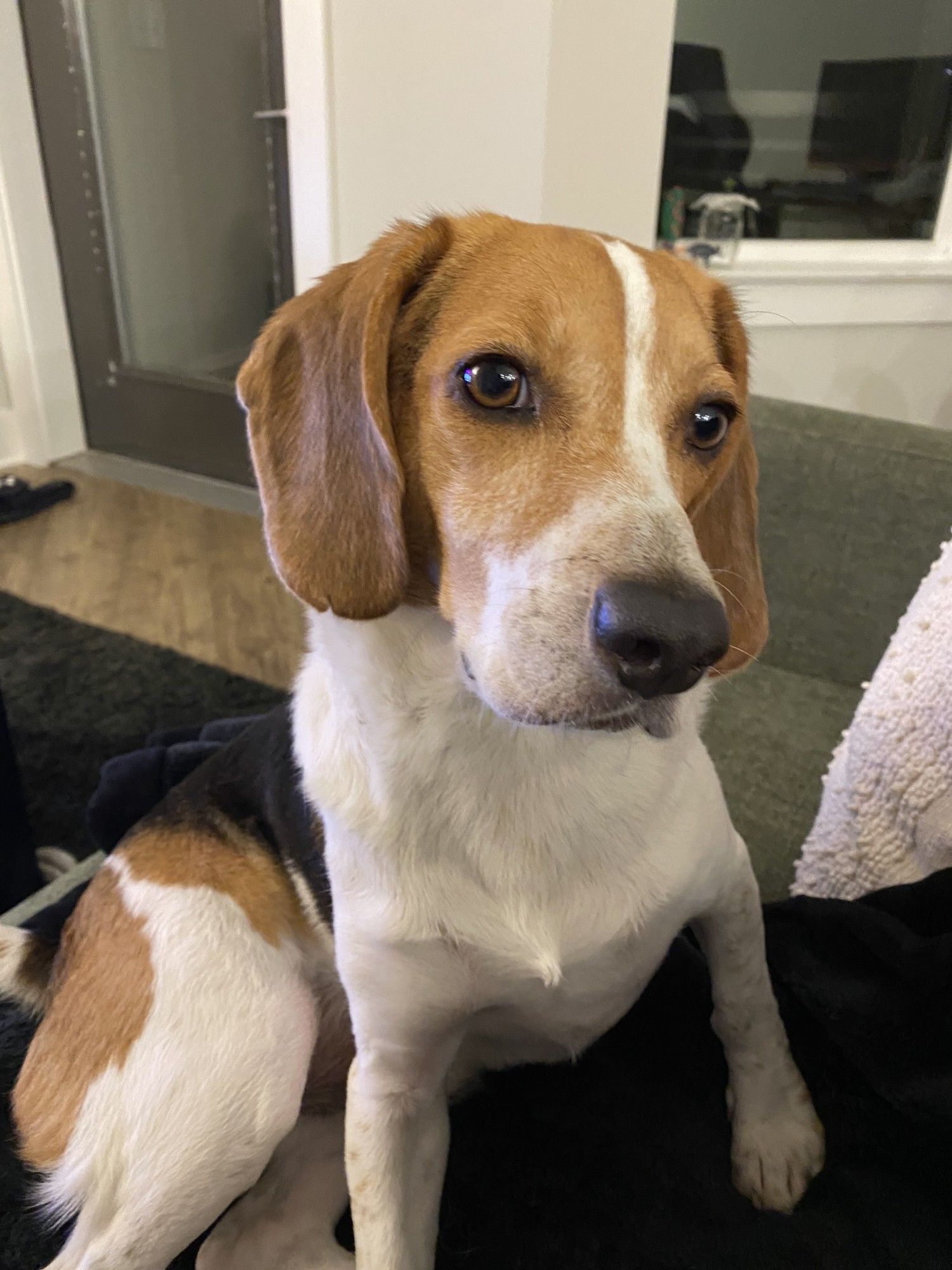 a tri color beagle on a couch