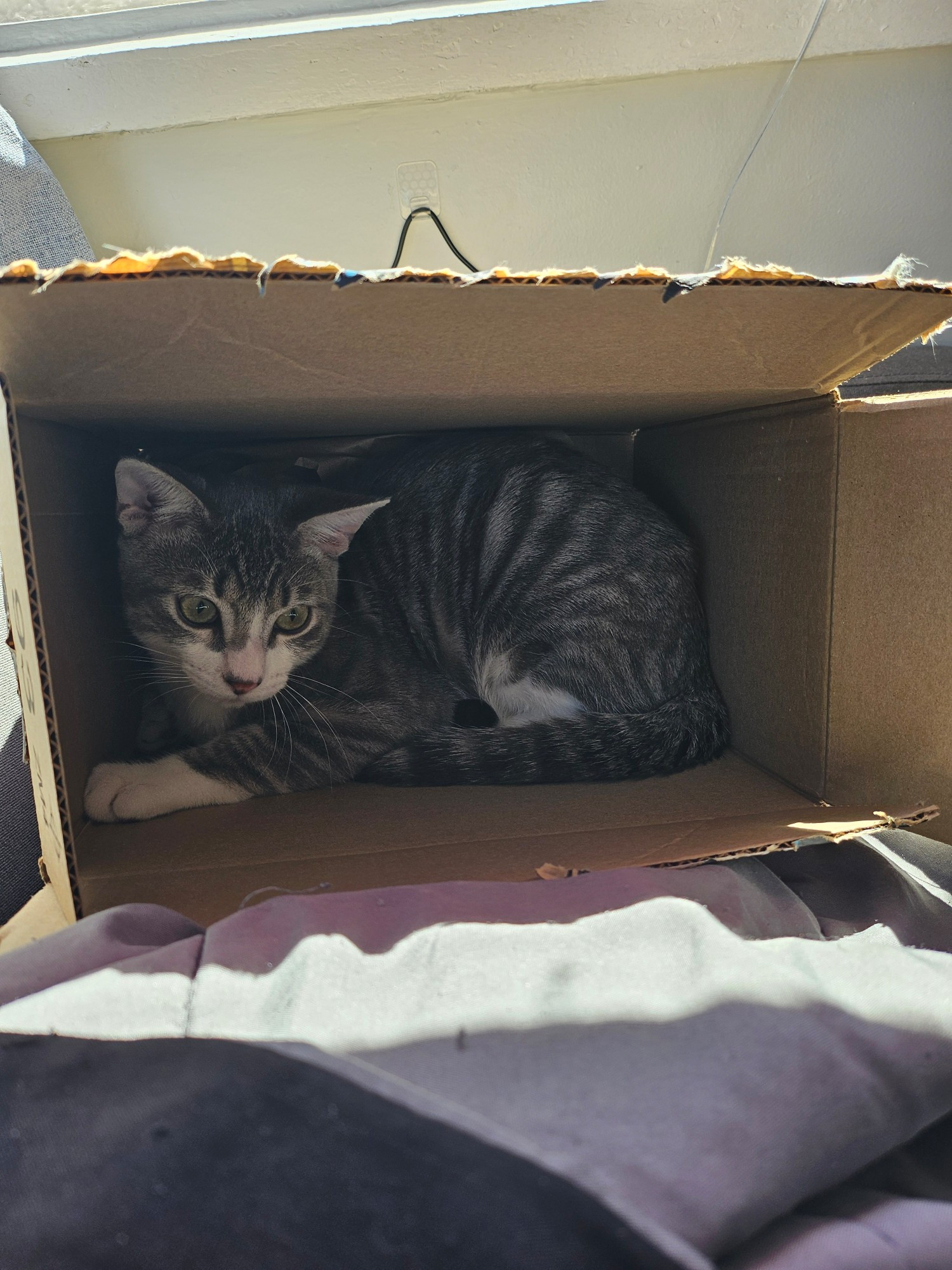 Funny grey cat in an Amazon box