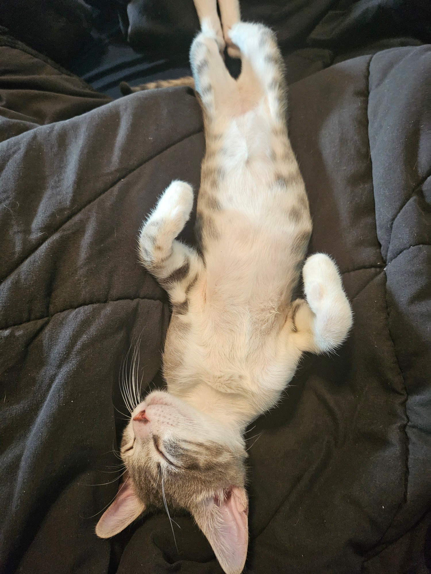 Cat sleeping fully on his back