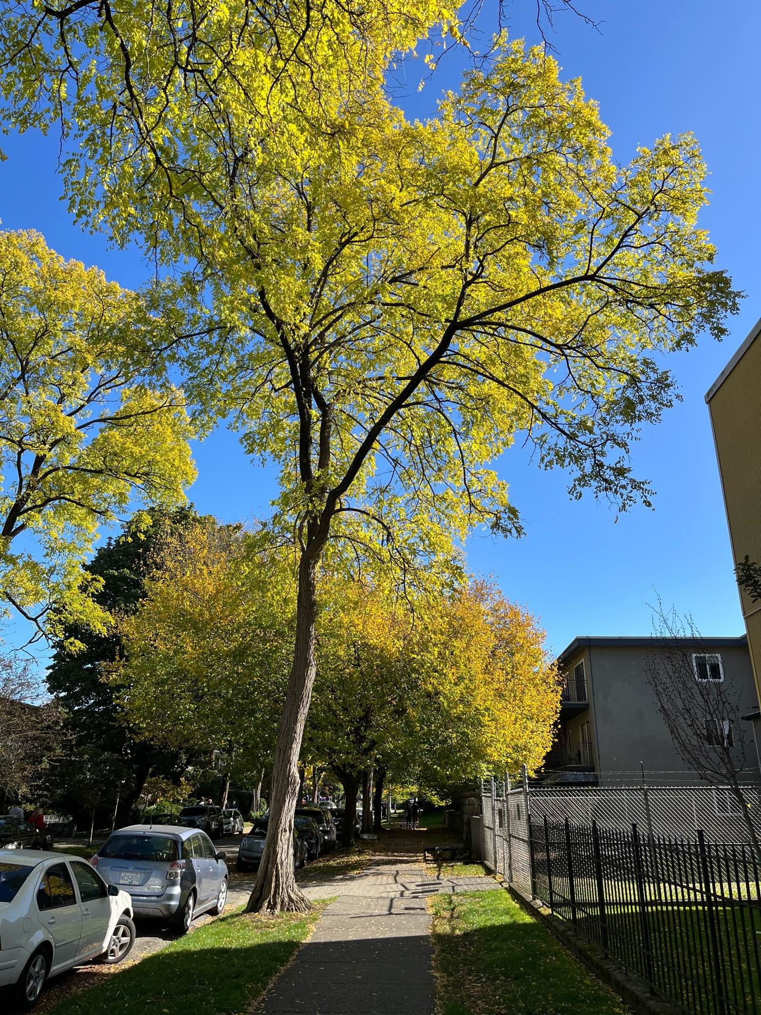 A picture with a tree in it.