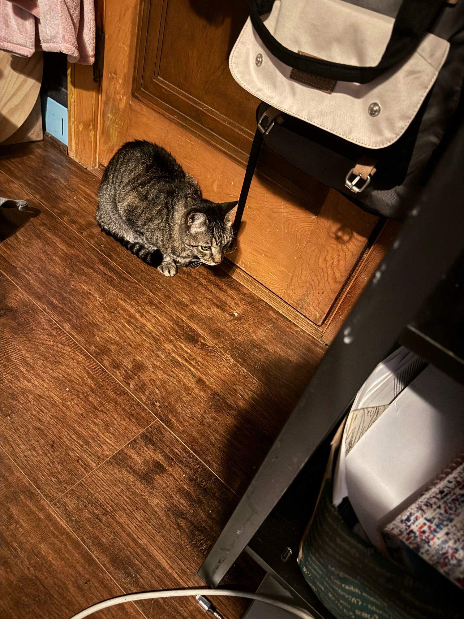 Spockles, a senior tabby cat, sits sulkily at my bedroom door.