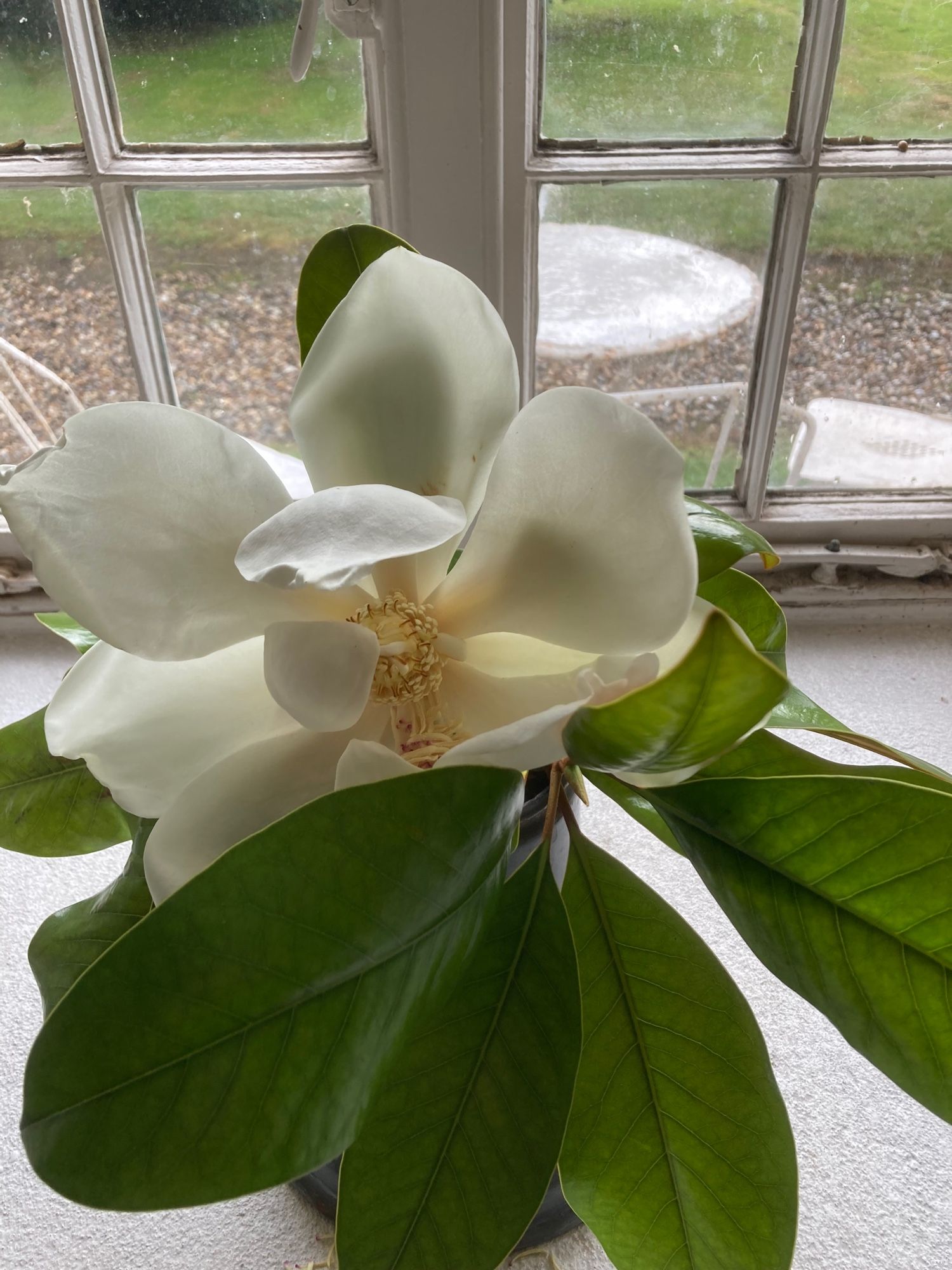 A magnolia.