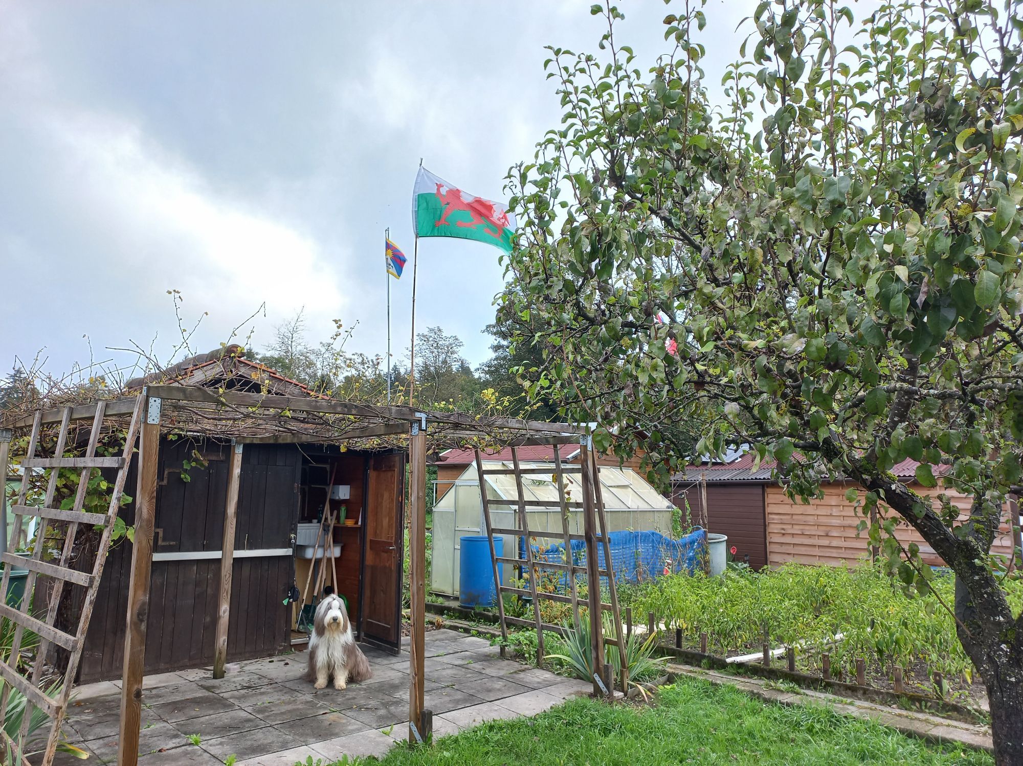 The hut and pergula of an allotment. A Welsh flag is flying above the purgula, underneath a bearded collie sites being pretty and in the foreground is a pear tree.