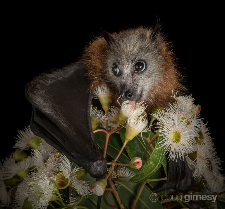 A grey headed flying fox clutches on to a bunch of flowers at night, while licking nectar out of one of them. It gets pollen from the flowers on its fur, which helps pollinate others flowers and plants it also feeds from.