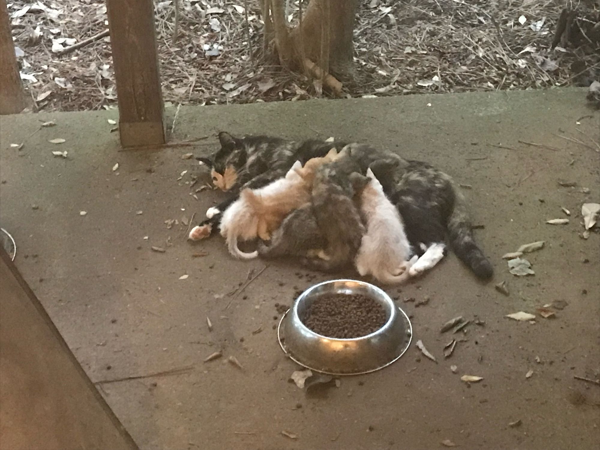 A pretty tortie nurses a huge litter of kittens next to a full food dish on a concrete slab porch outside.