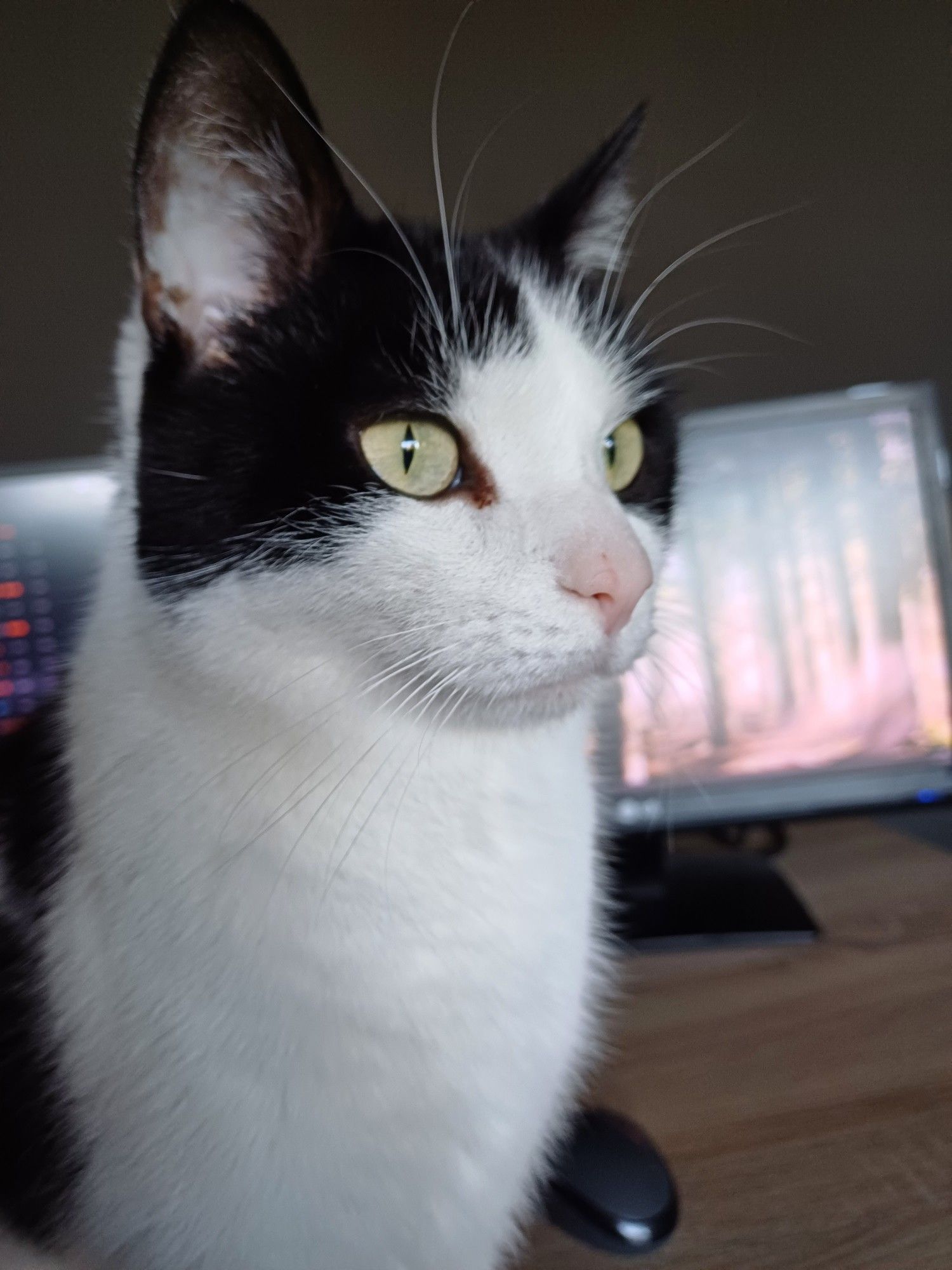 My handsome cat Thorn, close-up, looking on guard