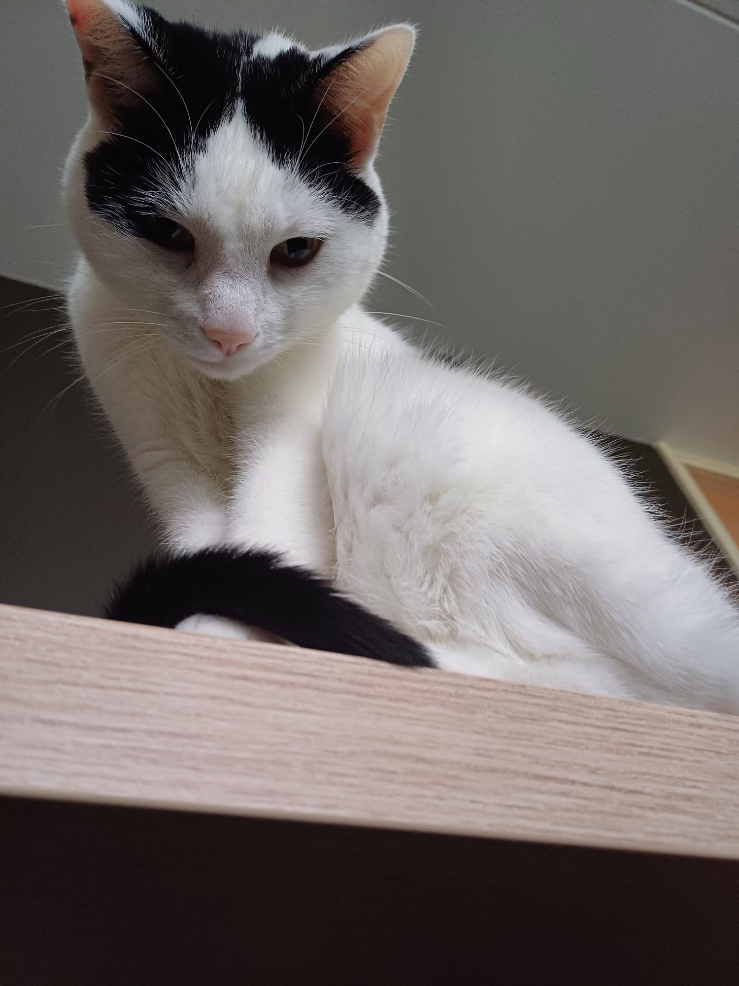 My beautiful cat Rose is sat on my desk, looking down at the viewer with mild curiosity.