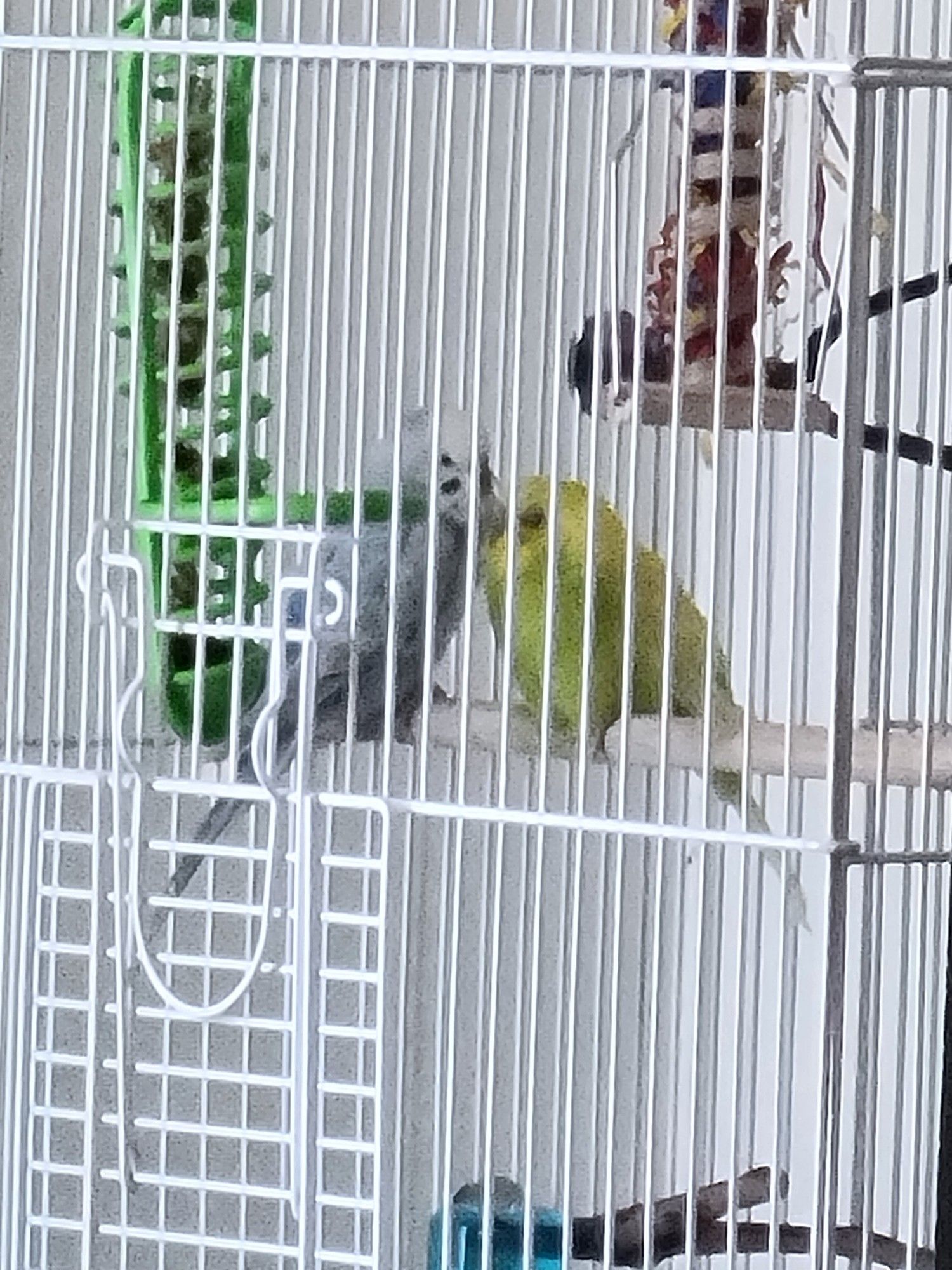 A grainy image of two budgies (also known as parakeets) in a medium sized white cage. One budgie is light blue with white on the top of his head and has his back turned to the camera, looking over his shoulder. The other is a yellow-ish green with a yellow head and is fluffed up facing the camera. Both are perched on a simple wooden perch, with several other perches and toys visible around them. The photo is zoomed in from across a room, making the cage appear smaller and everything look grainy and almost paint-textured.