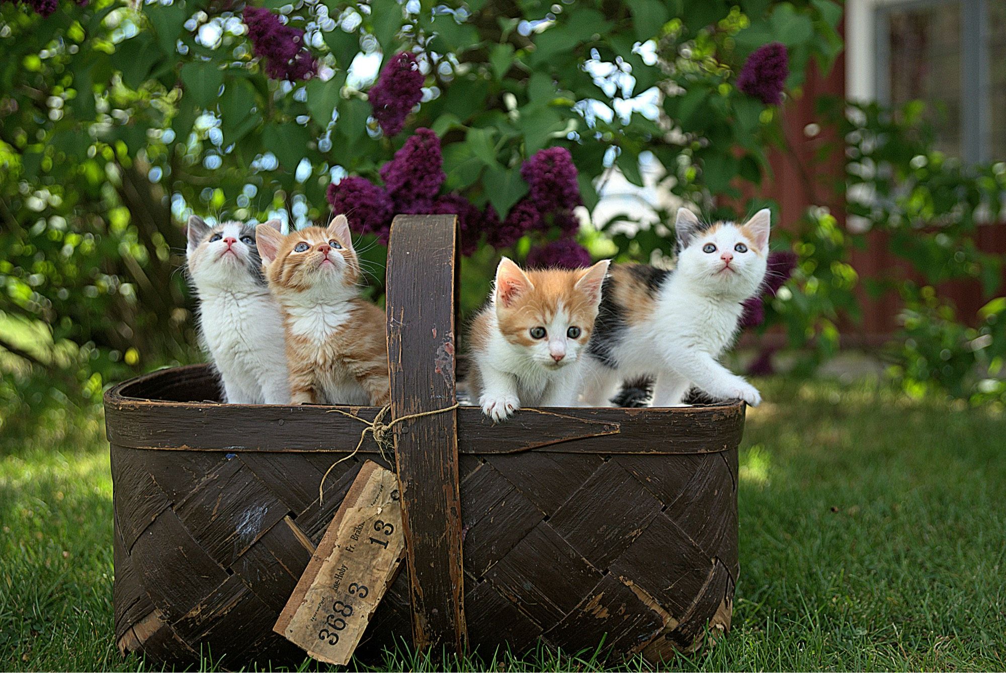 Basket full of kittens 🐱