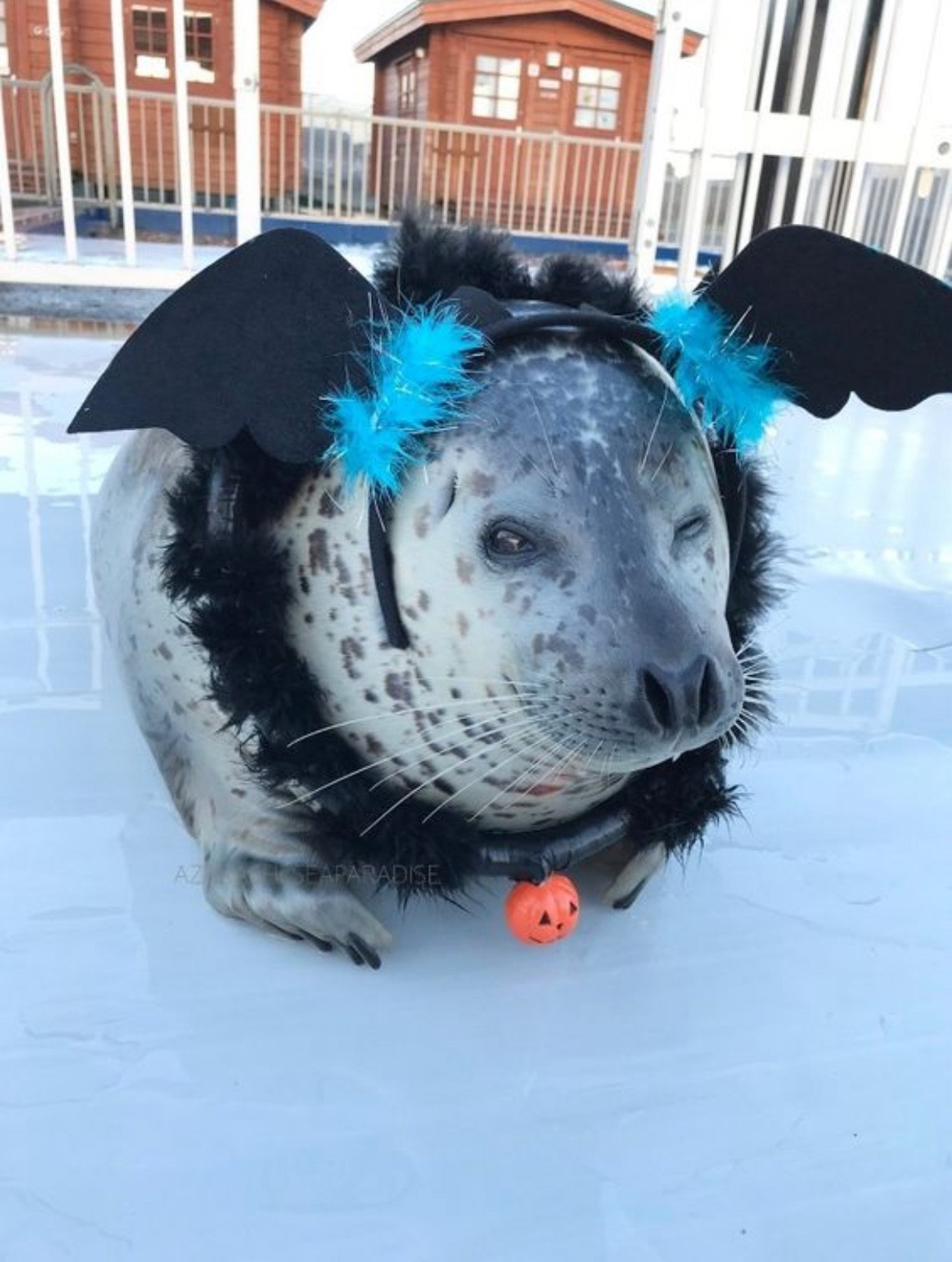 Seal wearing bat costume