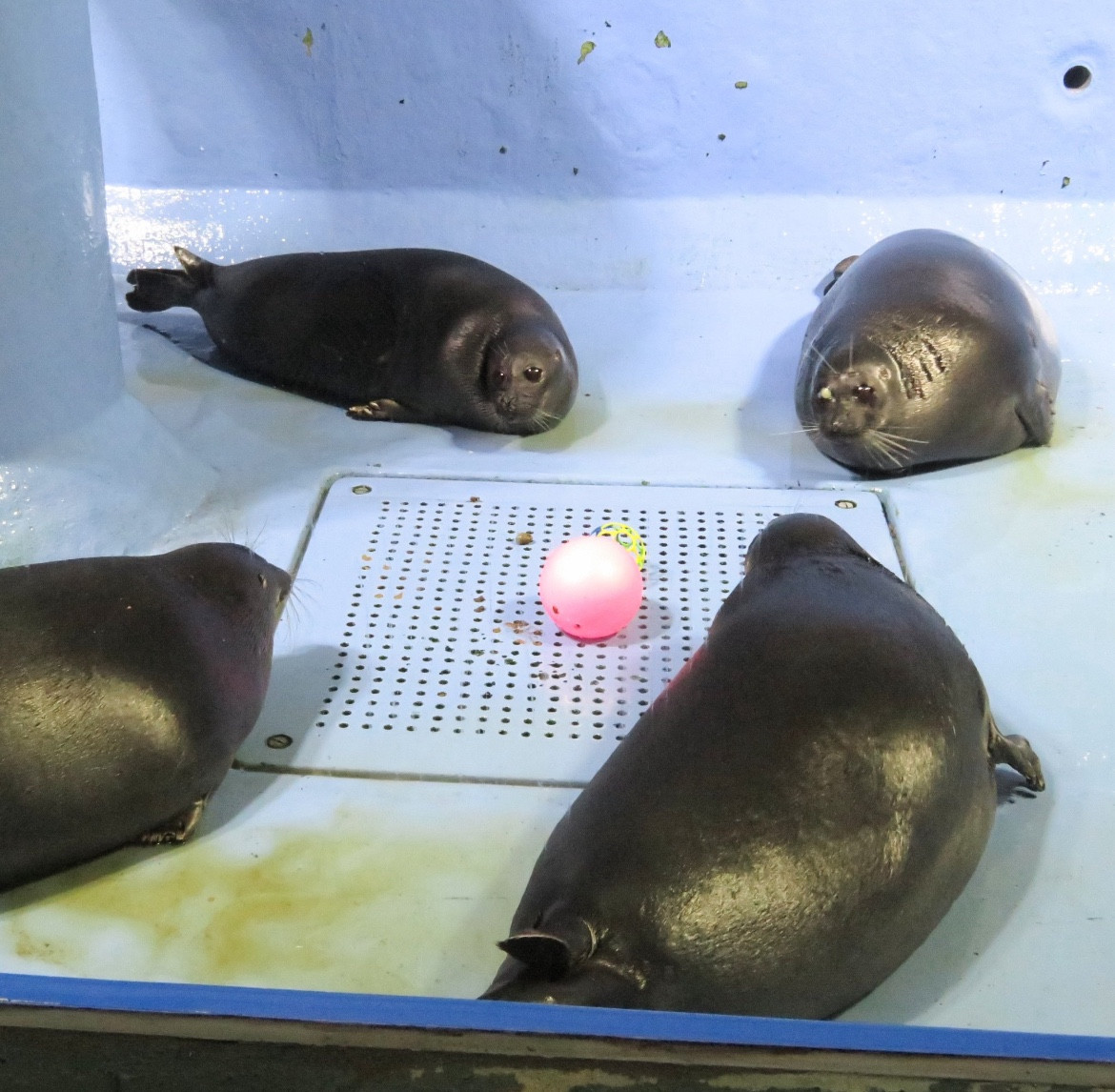 Four seals in corners staring at a ball in the center