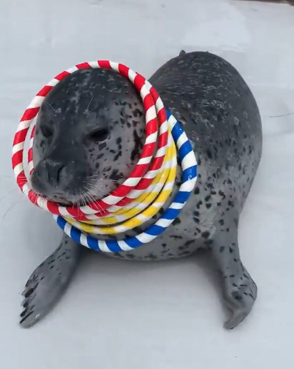 A seal with a bunch of toss rings around its neck