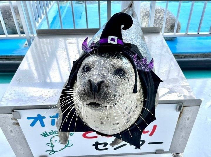 Seal wearing witch costume