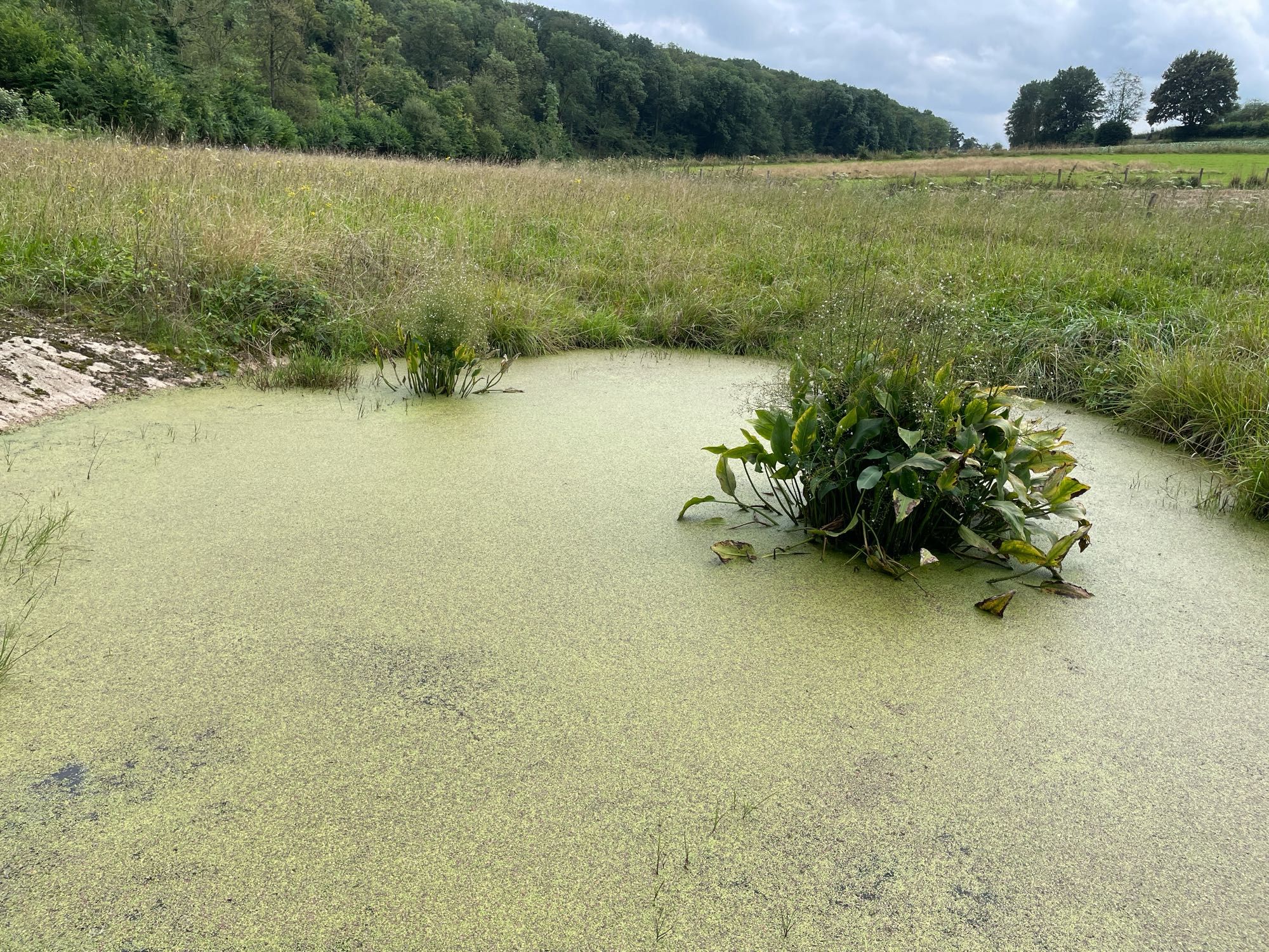 Betonnen drinkpoel in een grasperceel in het Gerendal. De waterlaag is bedekt met kroos en grote waterweegbree