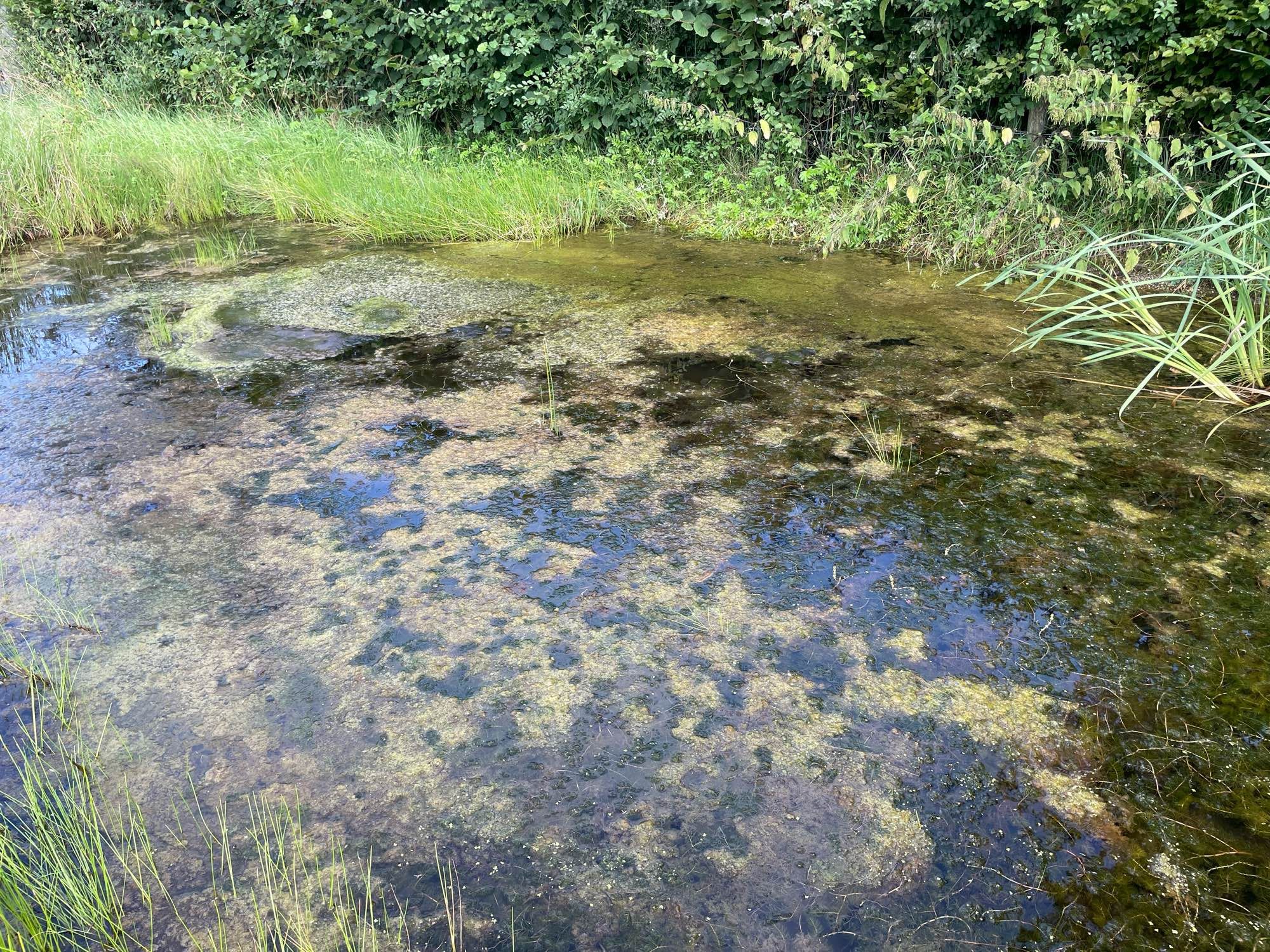 Deze drinkpoel heeft wat meer open water. Langs de kant staat gewone waterbies en de wwaterkolom is verder gevuld met aarvederkruid en een beetje draadalg.