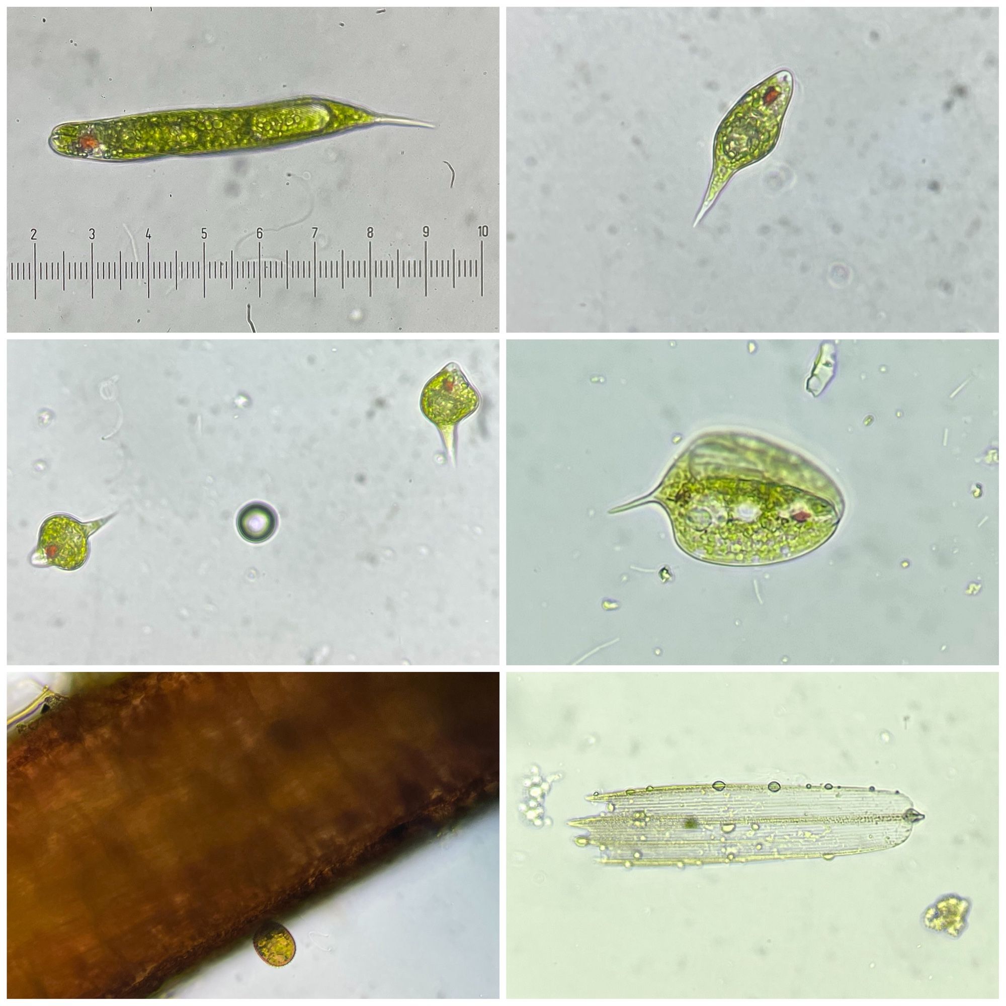 Diverse soorten oogdiertjes, Euglenoida. Herkenbaar aan de rode oogvlek die ze hebben. Foto 4 is waarschijnlijk een Phacus. Foto 5 is een heel klein exemplaar (Trachelomonas denk ik); dat bruine is een wortel van het kroos. Foto 6: de schub van een vlindervleugel 🦋