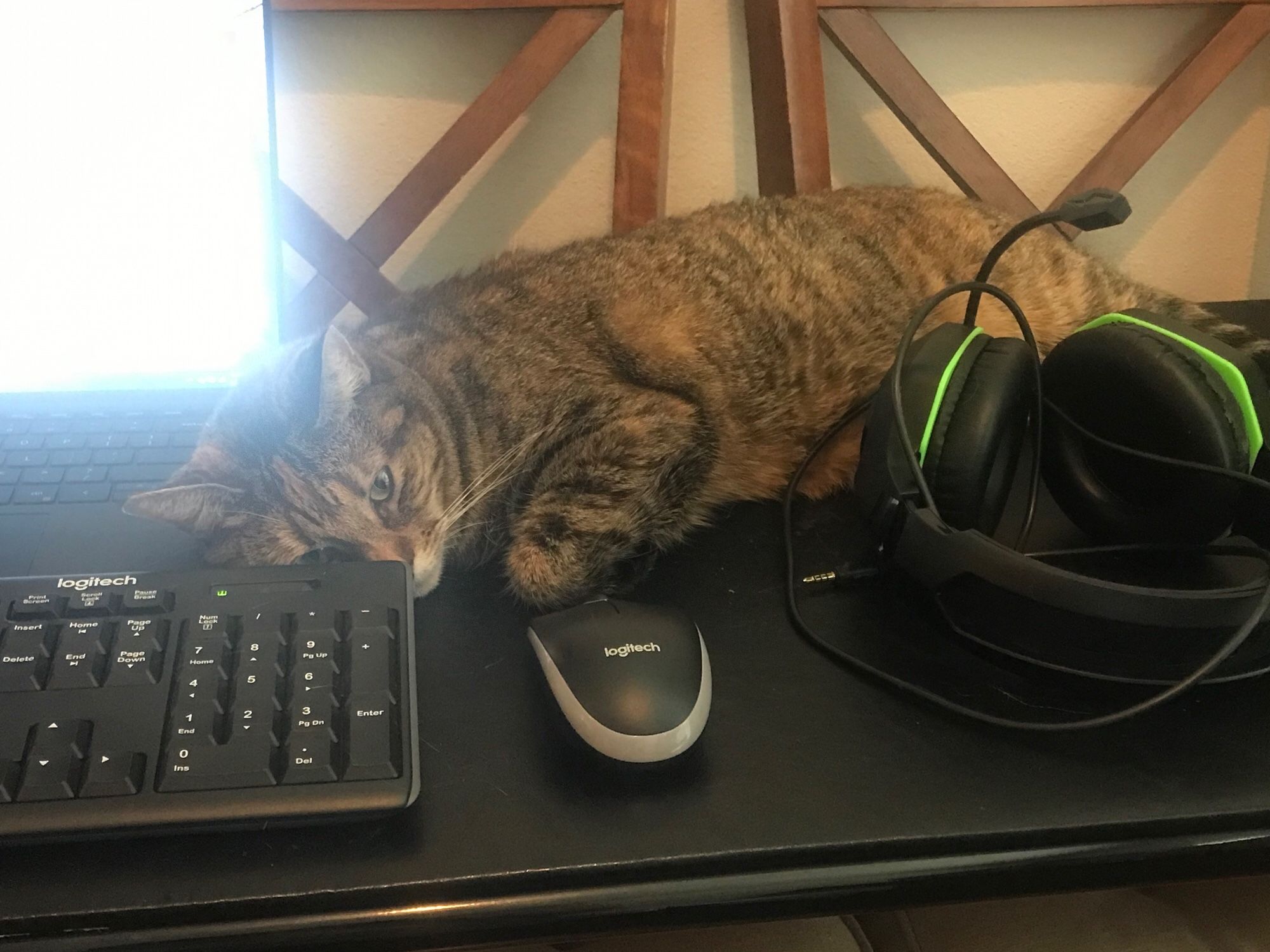 Tabby cat lying with her head as close to the laptop and keyboard as possible and partially on the mouse.