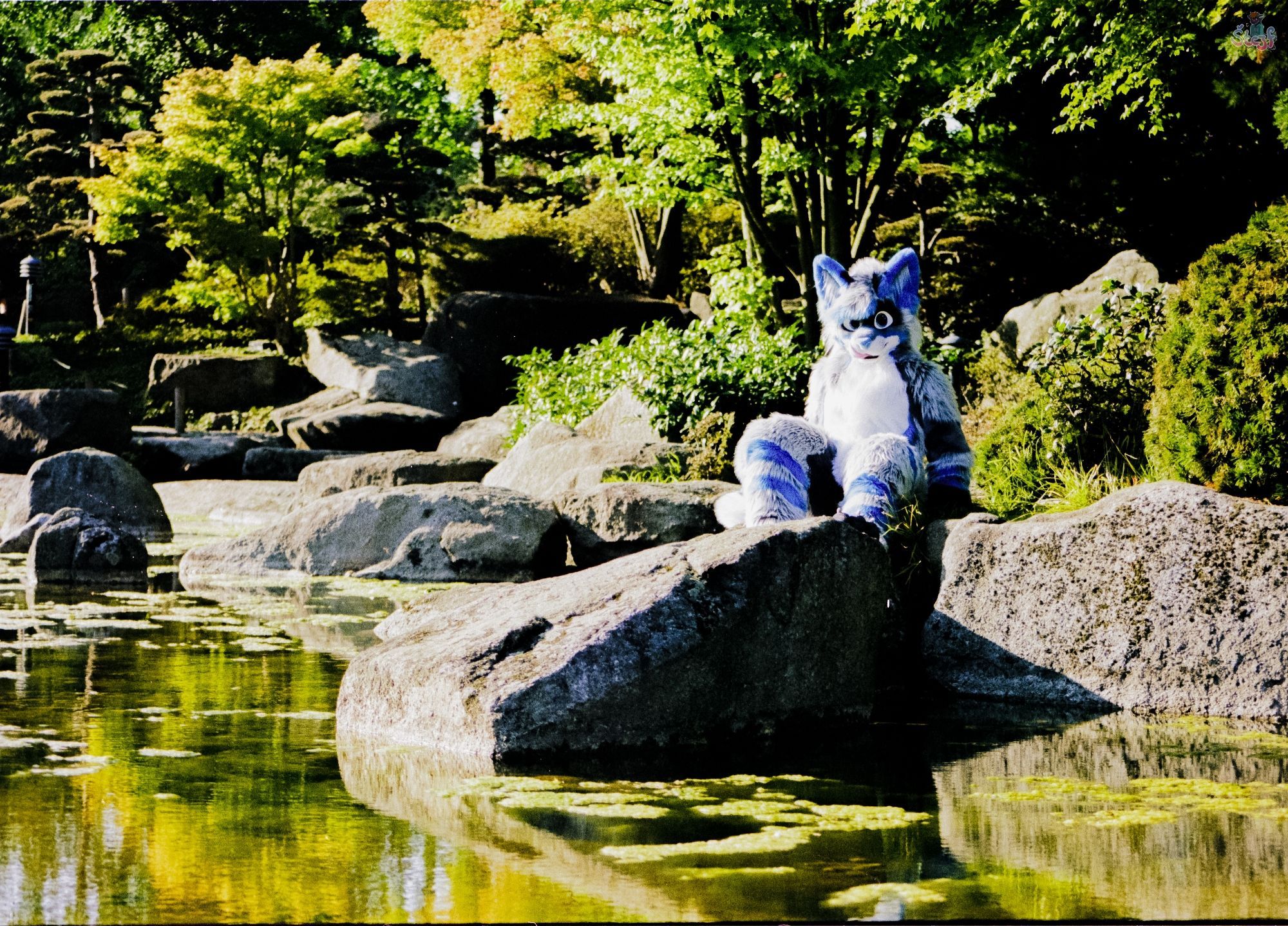 Spectrie sitting on a rock next to a pond looking out over the water.