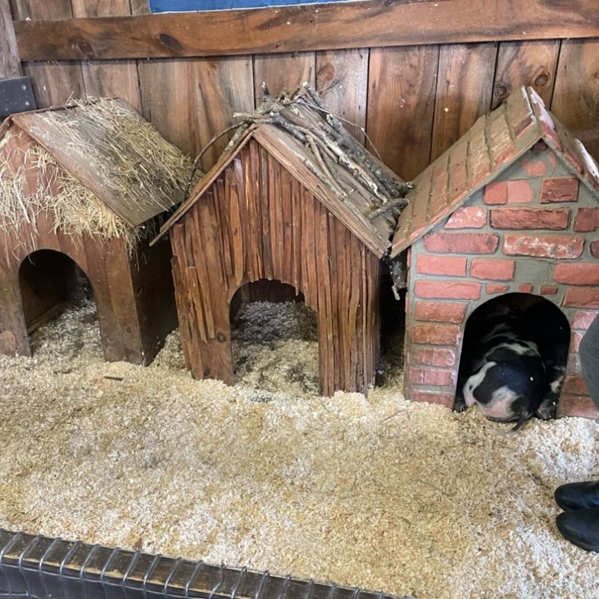 Pig exhibit with houses made to look like they're from the three Little pigs, but the three actual pigs are all in the brick house