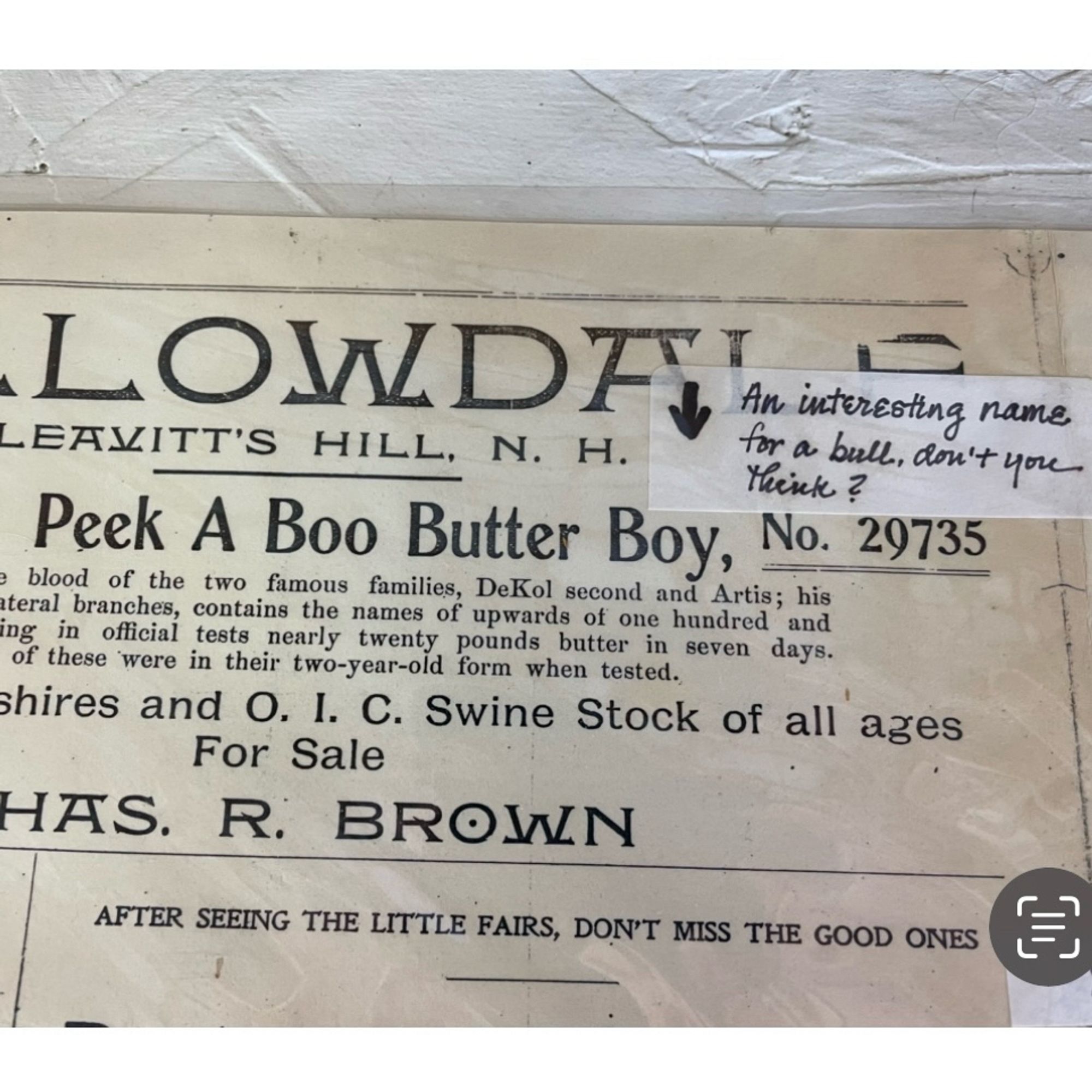 Clipping from an old newspaper about a bowl named peekaboo butter boy