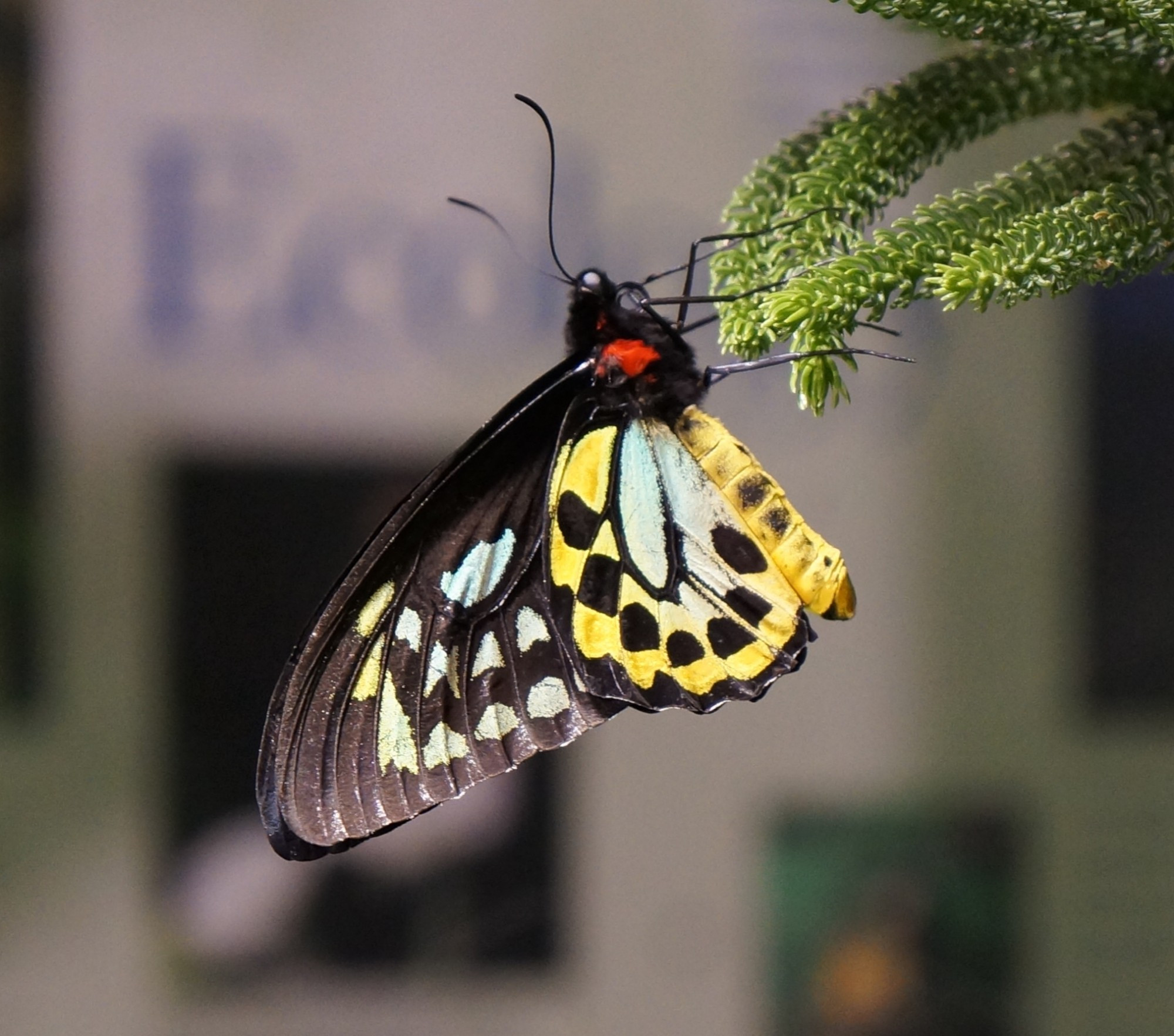 Close up of a Butterfy.