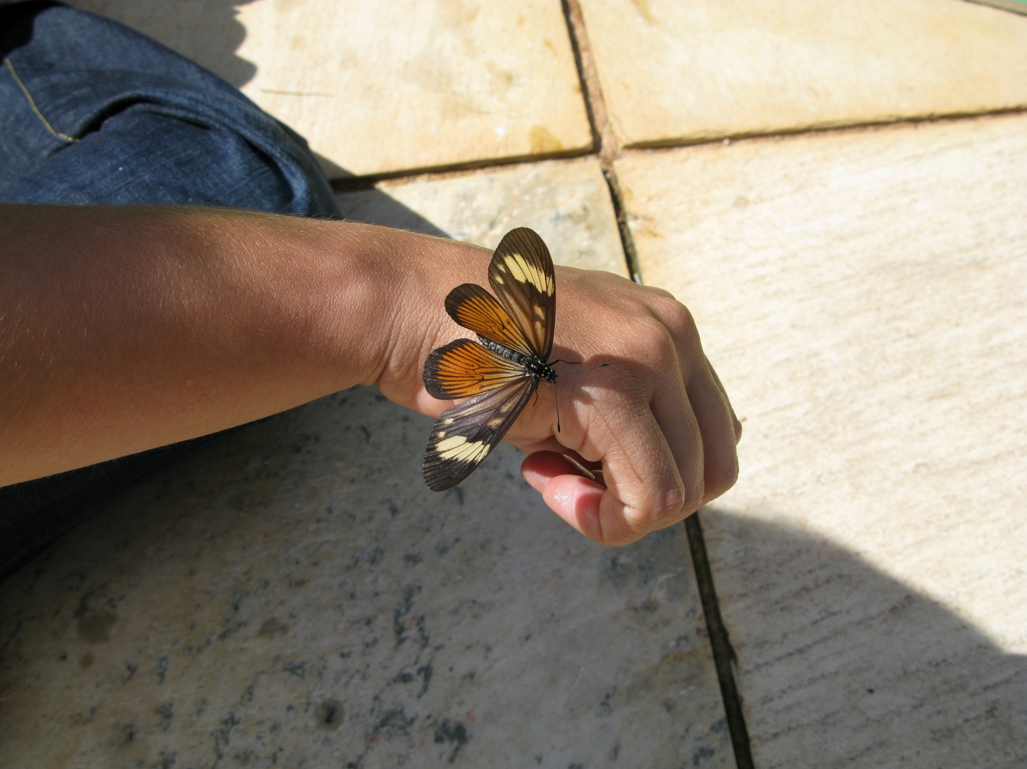 A Brown, yellow and Black butterfly on top of a person's hand