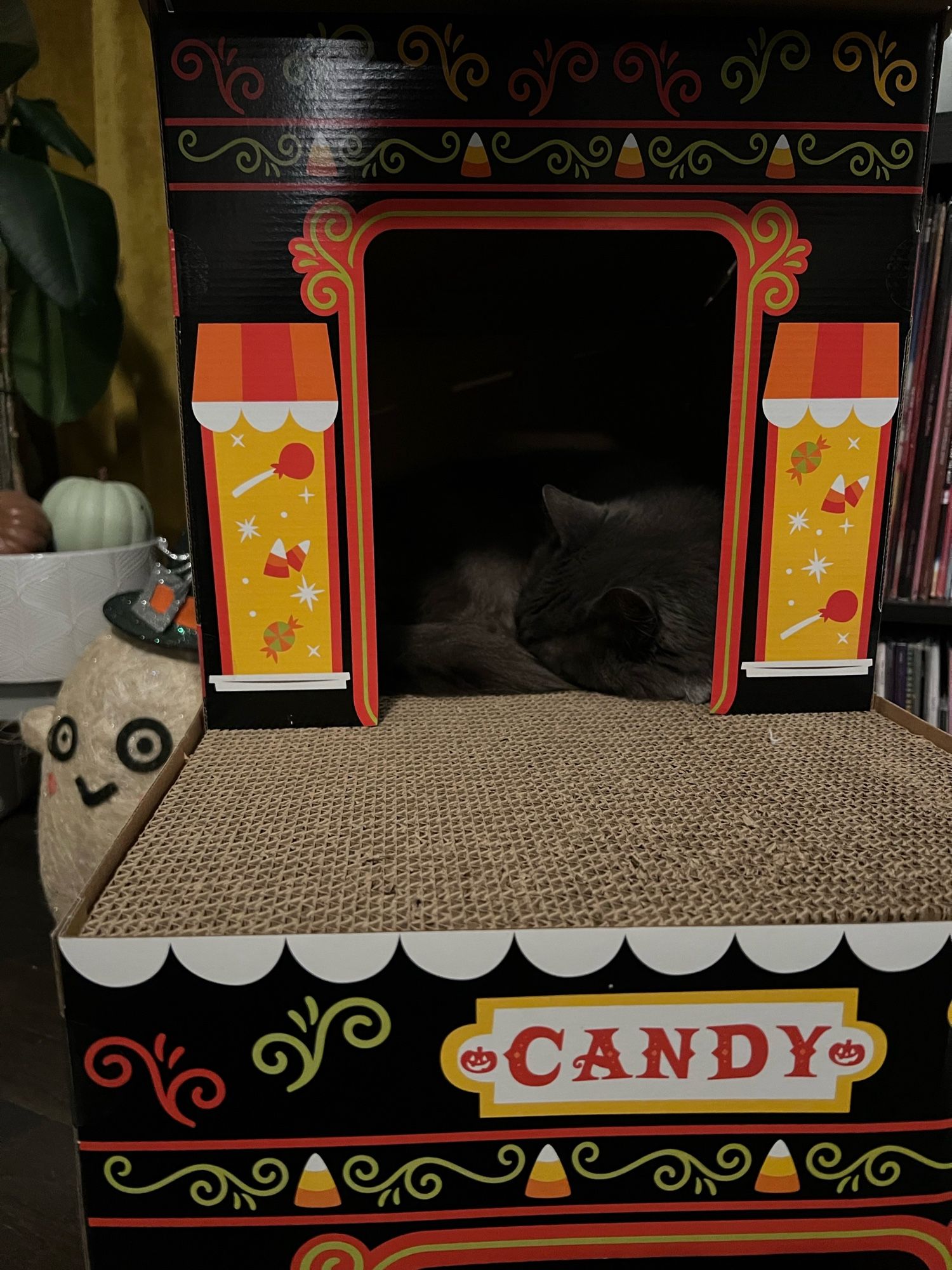 Spooky, a long haired gray cat, is curled up asleep inside the second story of their new Halloween candy store themed scratch pad house.