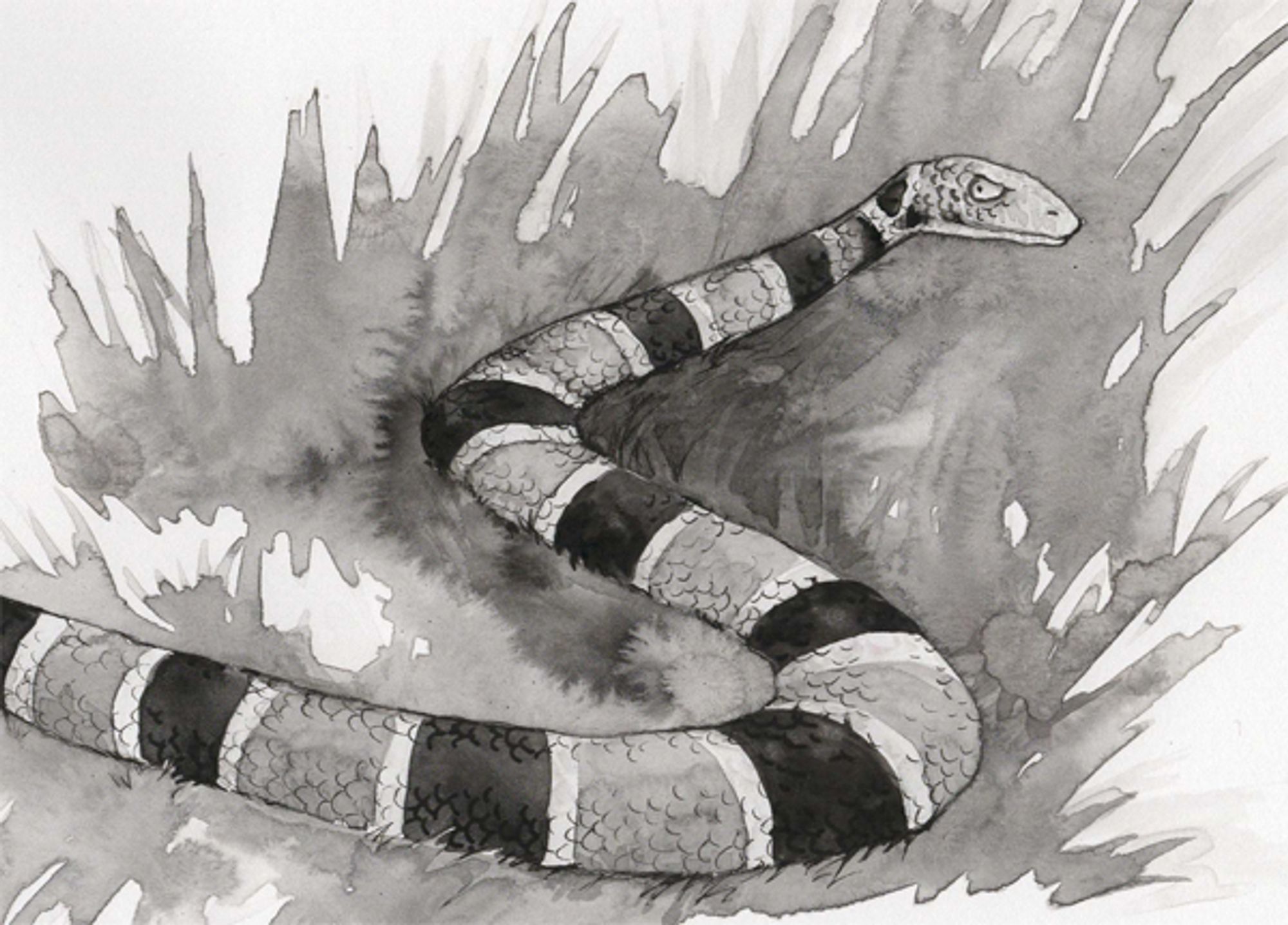 Snake in the grass black and white Sumi ink drawing.