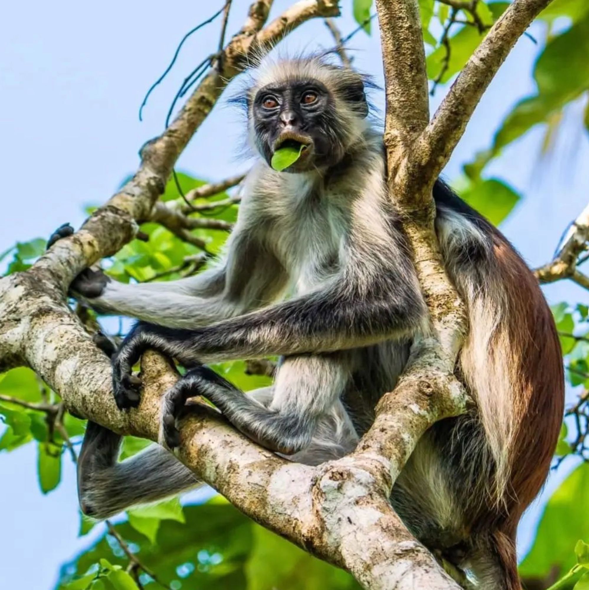 Photo of a long-limbed monkey with a dark face and red fur in back sitting in a tree with a big leaf hanging out of its mouth. Photo: @gofullnomad on Instagram