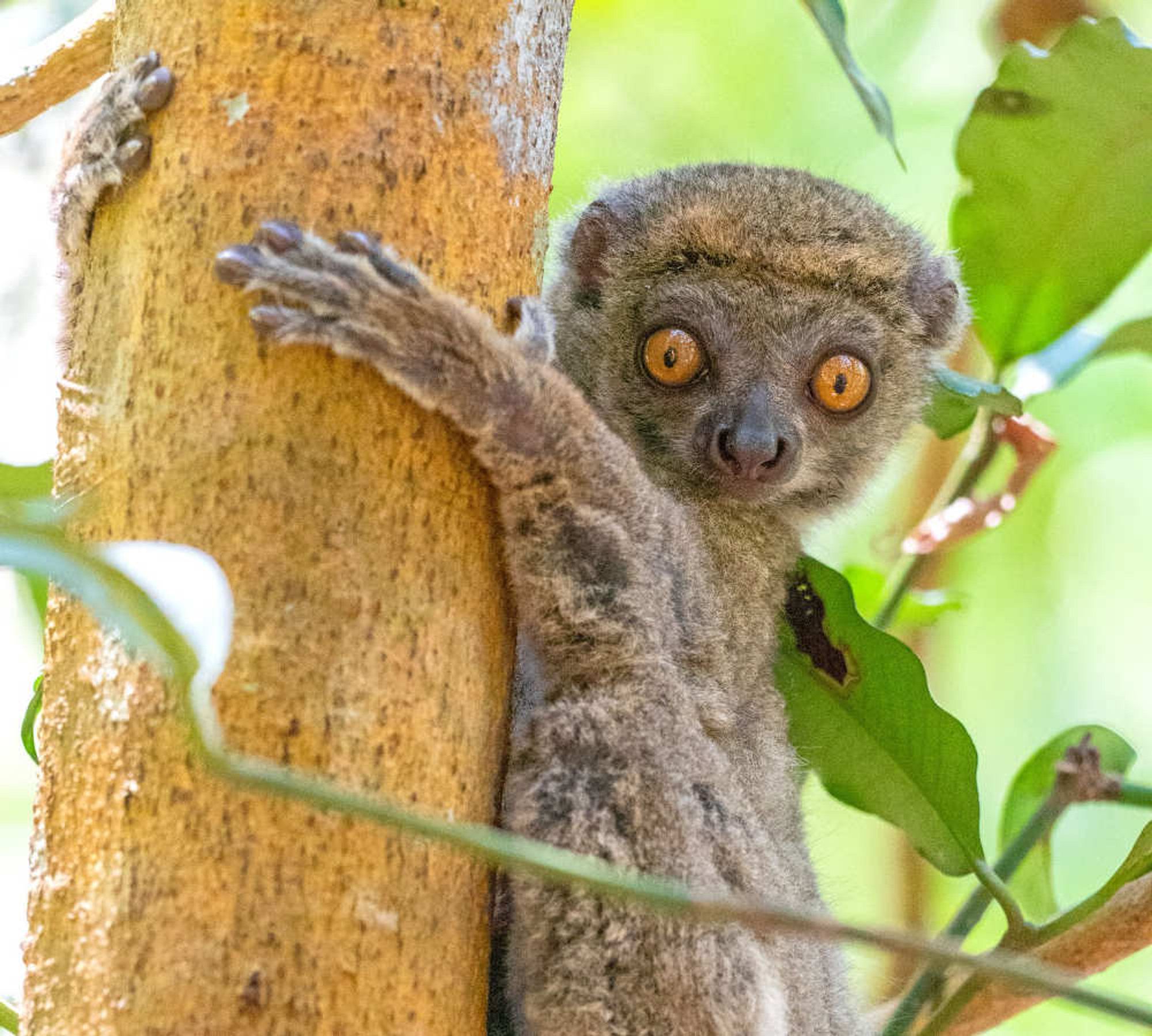 Adorable little brown creature with bright orange saucer eyes holding on to a tree trunk.