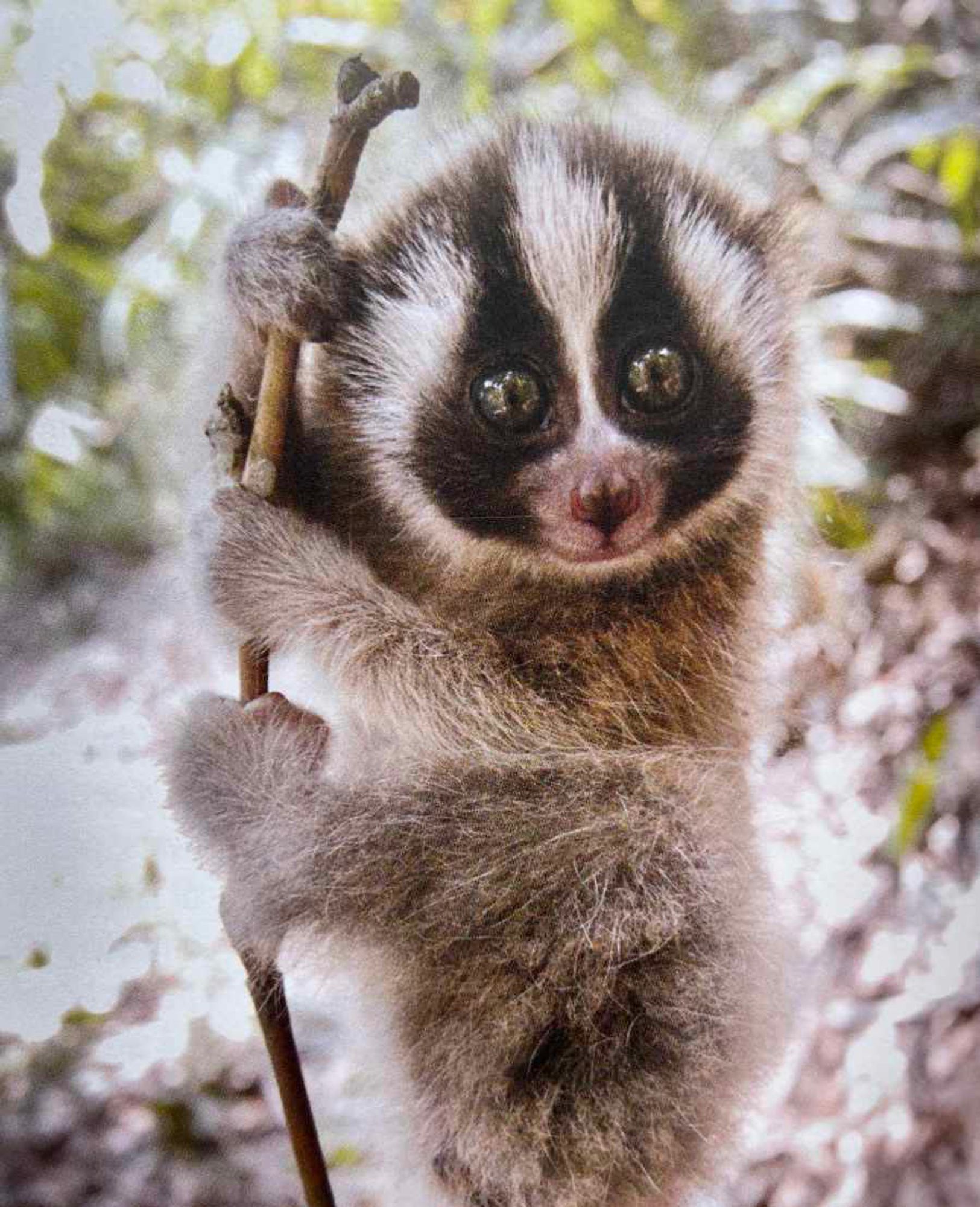 A juvenile Javan slow loris holding on to vertical branch. The fur around its face is dark brown and white, giving it an adorable panda-esque appearance. Photo by Wawan Tamiwan from Noel Rowe _All the World's Primates_.