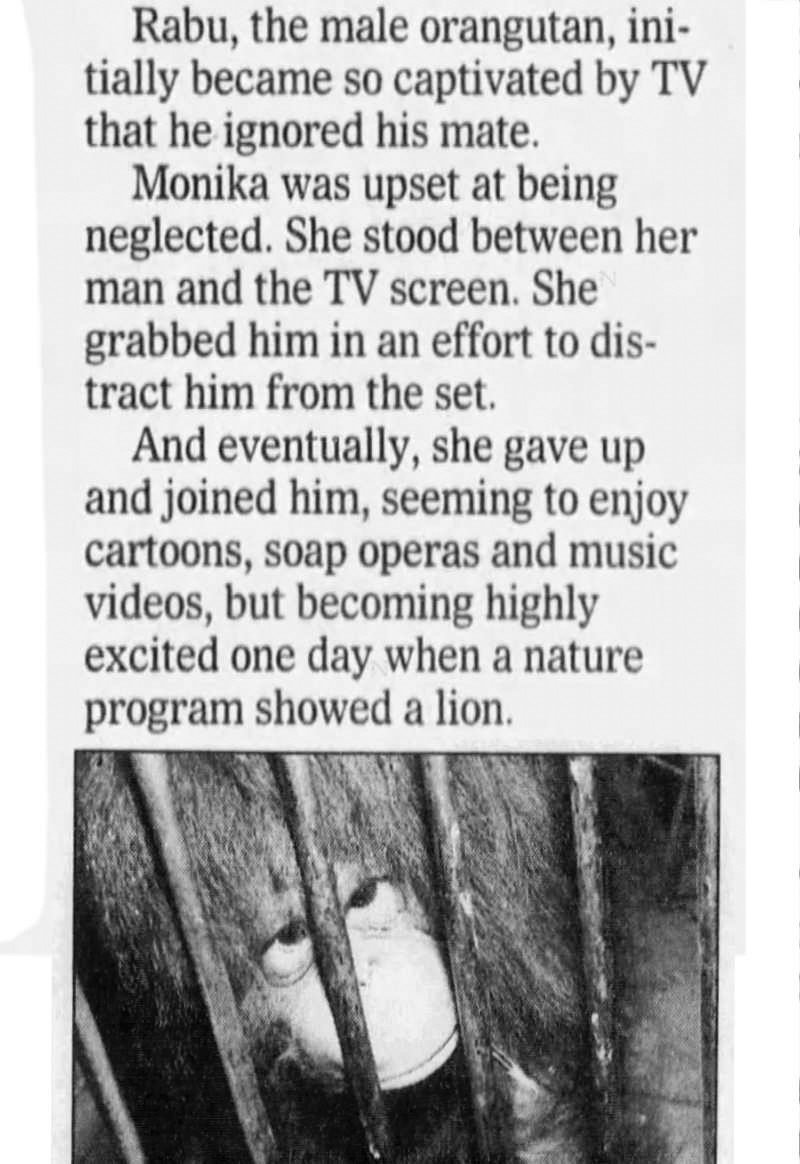 News clipping with a photo of an orangutan behind bars and text: 

"Rabu, the male orangutan, initially became so captivated by TV that he ignored his mate. Monika was upset at being neglected. She stood between her man and the TV screen. She grabbed him in an effort to distract him from the set. And eventually, she gave up and joined him, seeming to enjoy cartoons, soap operats, and music videos, but becoming highly excited one day when a nature program showed a lion."
