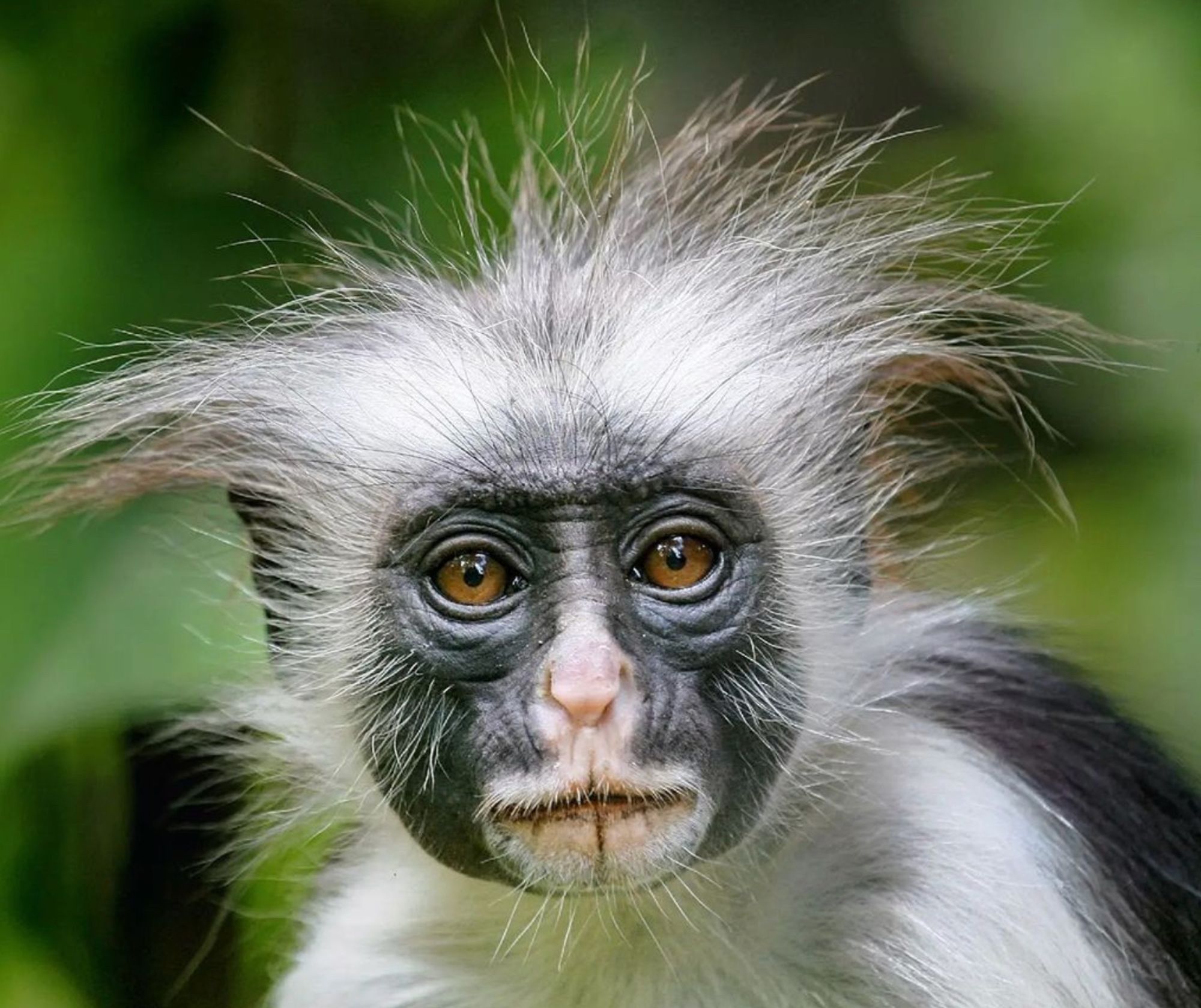 Photo closeup of a Zanzibar red colobus. Its dark face has a pink stripe down the middie and around the nose and mouth. The face is surrounded by white fur. Photo: Steffen Foerster Photography