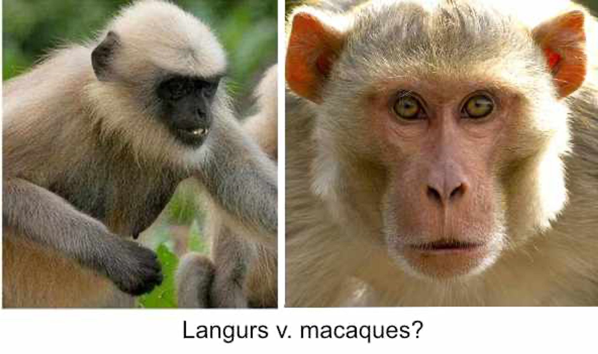 Two photos of monkeys: (Left) The dark-faced langur, presumed enemy of the (right) pale-faced, food-thieving macaque