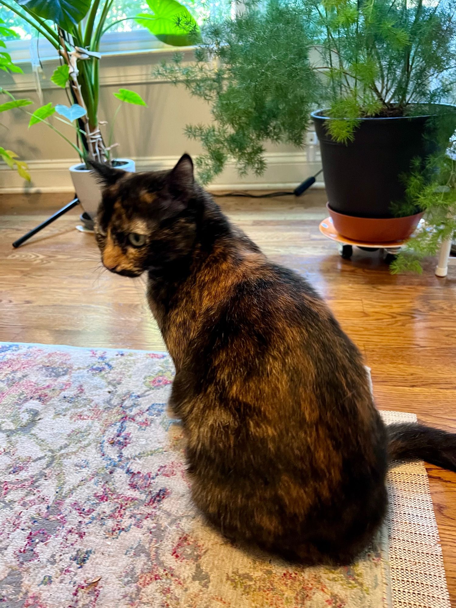 Photo of my cat sitting on the floor in front of some plants. She’s a tortoiseshell with an orange triangle nose, and she is not interested in the camera.