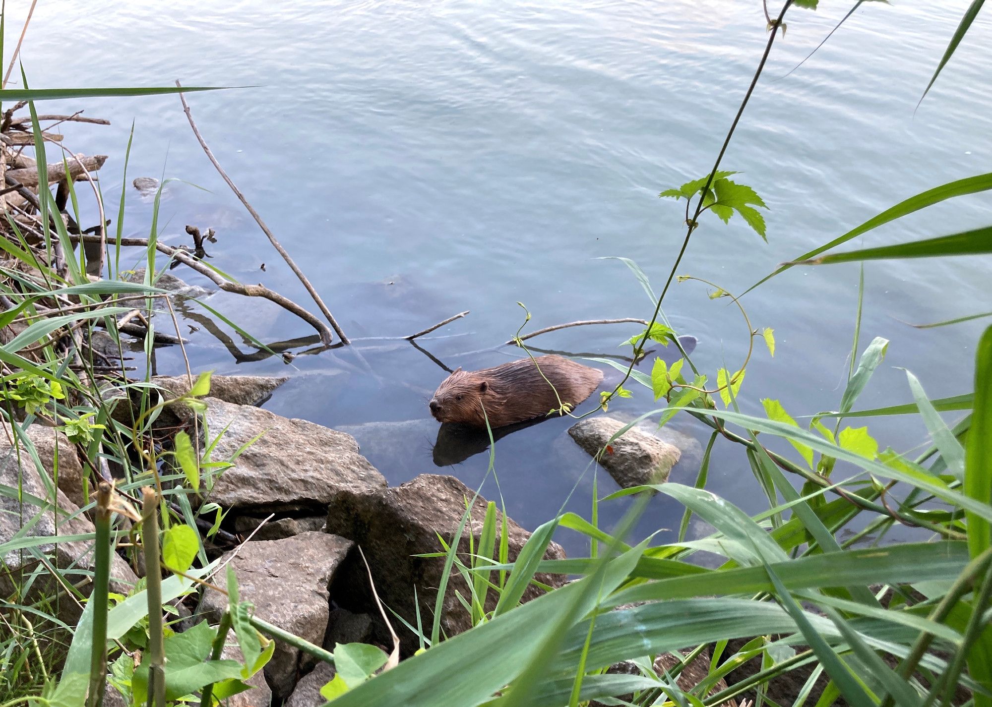 a yearling sitting next to the beaver lodge at the shore of the danube