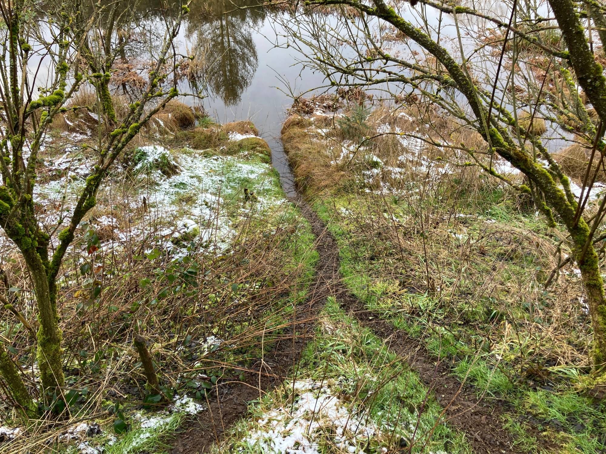 a beaver highway exit: a well beaten, bifurcated path out of the water in early winter.