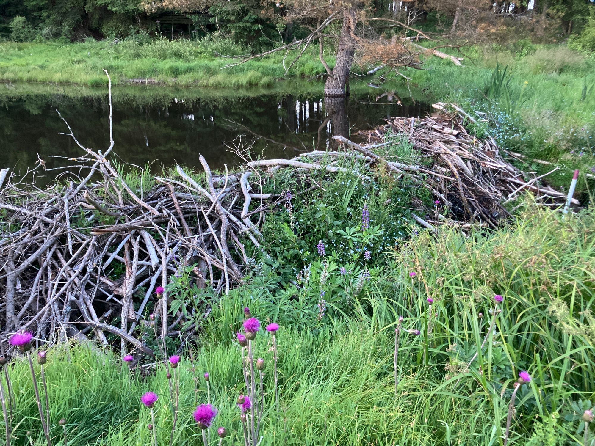 a 20-meter-long and 1.8 meter high beaver dam at mühlviertel, austria. the pond is filled with dark moor water and the numerous overflow channels spill out in a densly vegetated meadow below the dam.