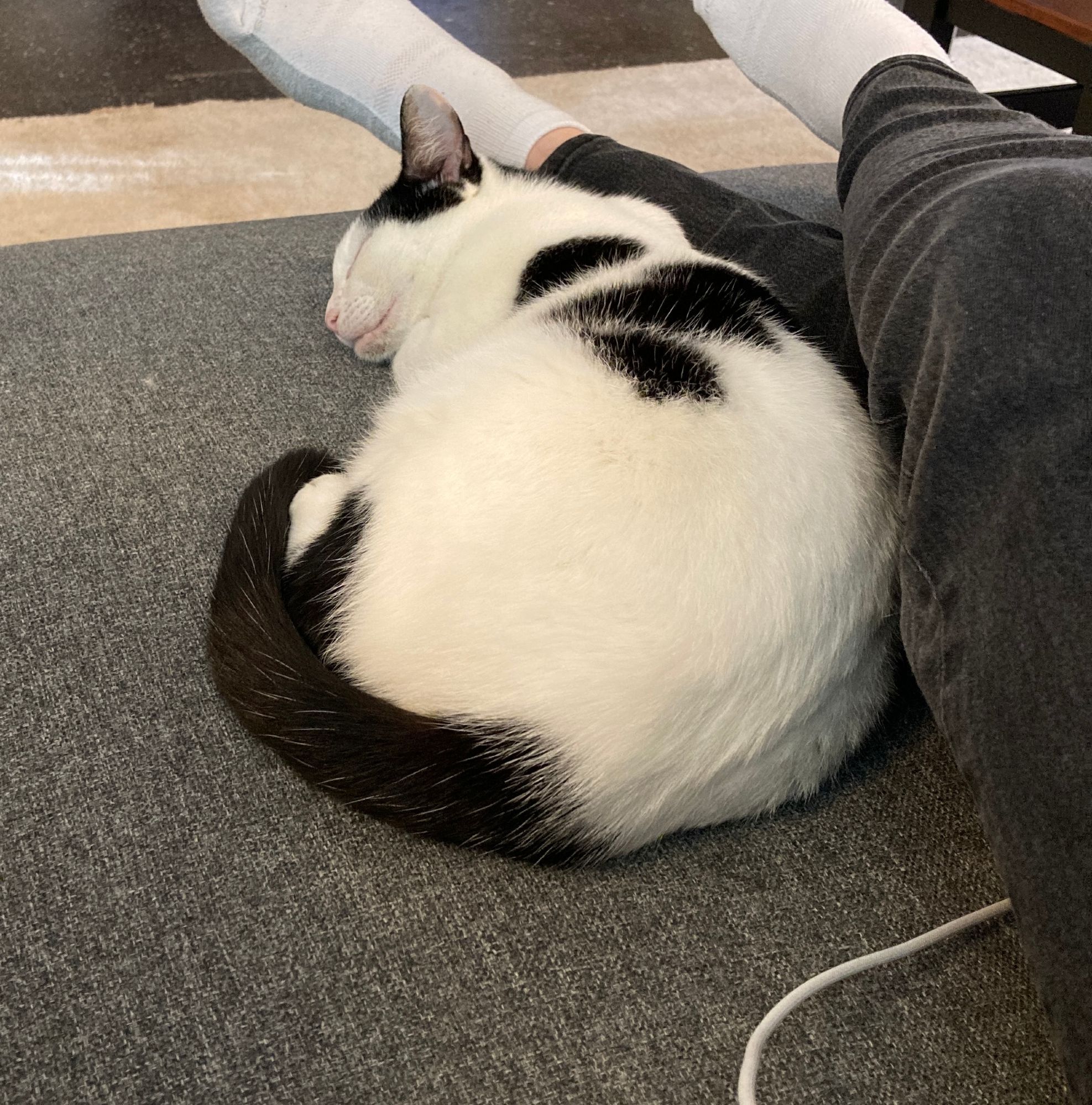 A sleeping black & white kitty curled up next to my legs